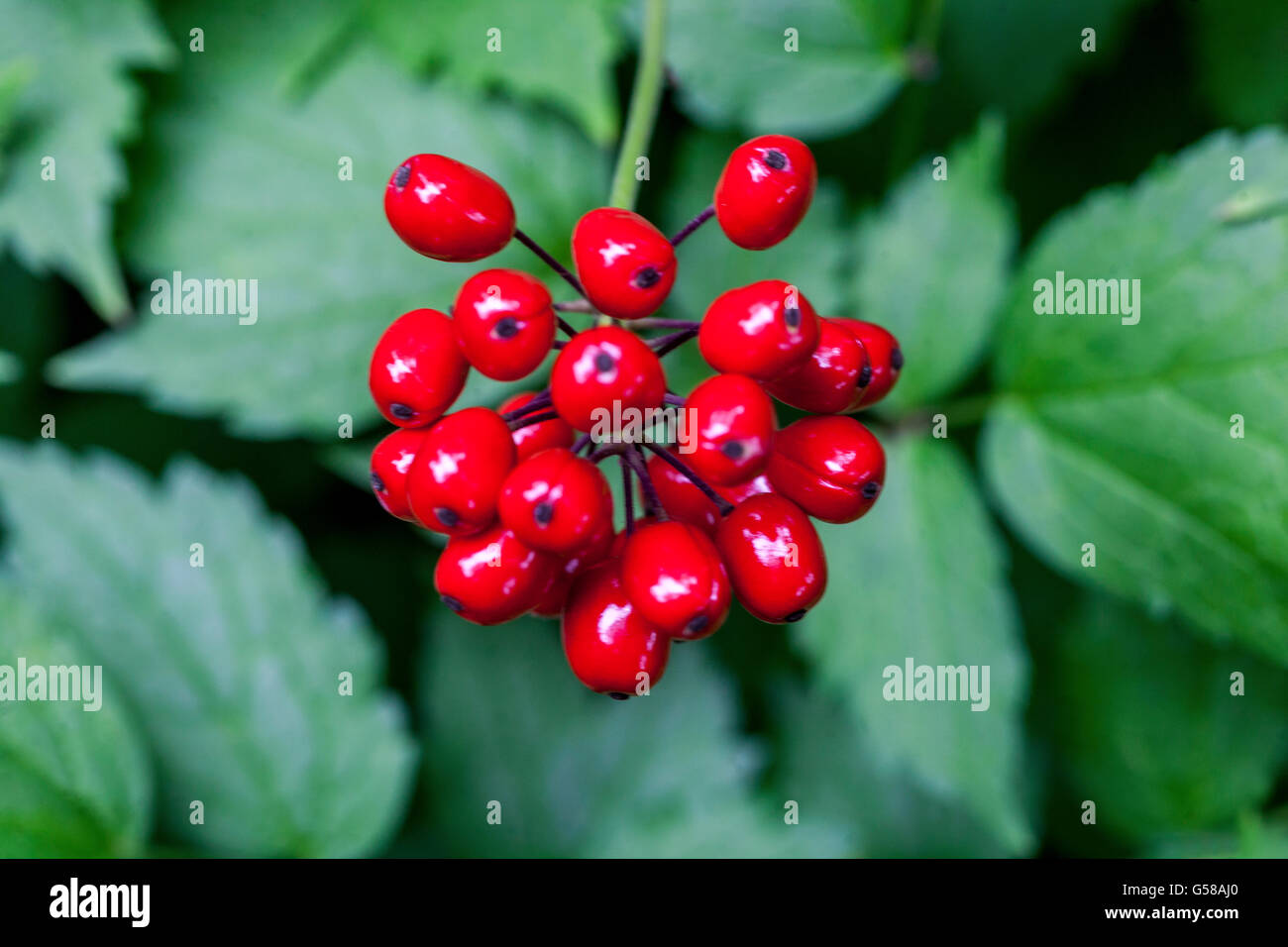 Actaea rubra, (rote Baneberry, Chinaberry, tödlicher Nachtschatten aus dem Puppenauge Stockfoto