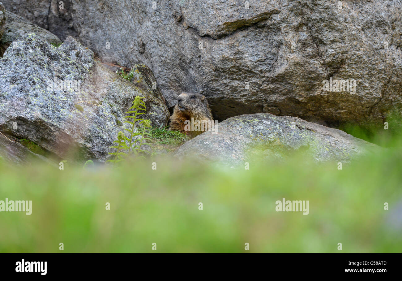Murmeltier, Marmota Marmota, niedliche Tier sitzen unter einem Stein Natur Felsen Lebensraum, Alp, Schweiz Stockfoto
