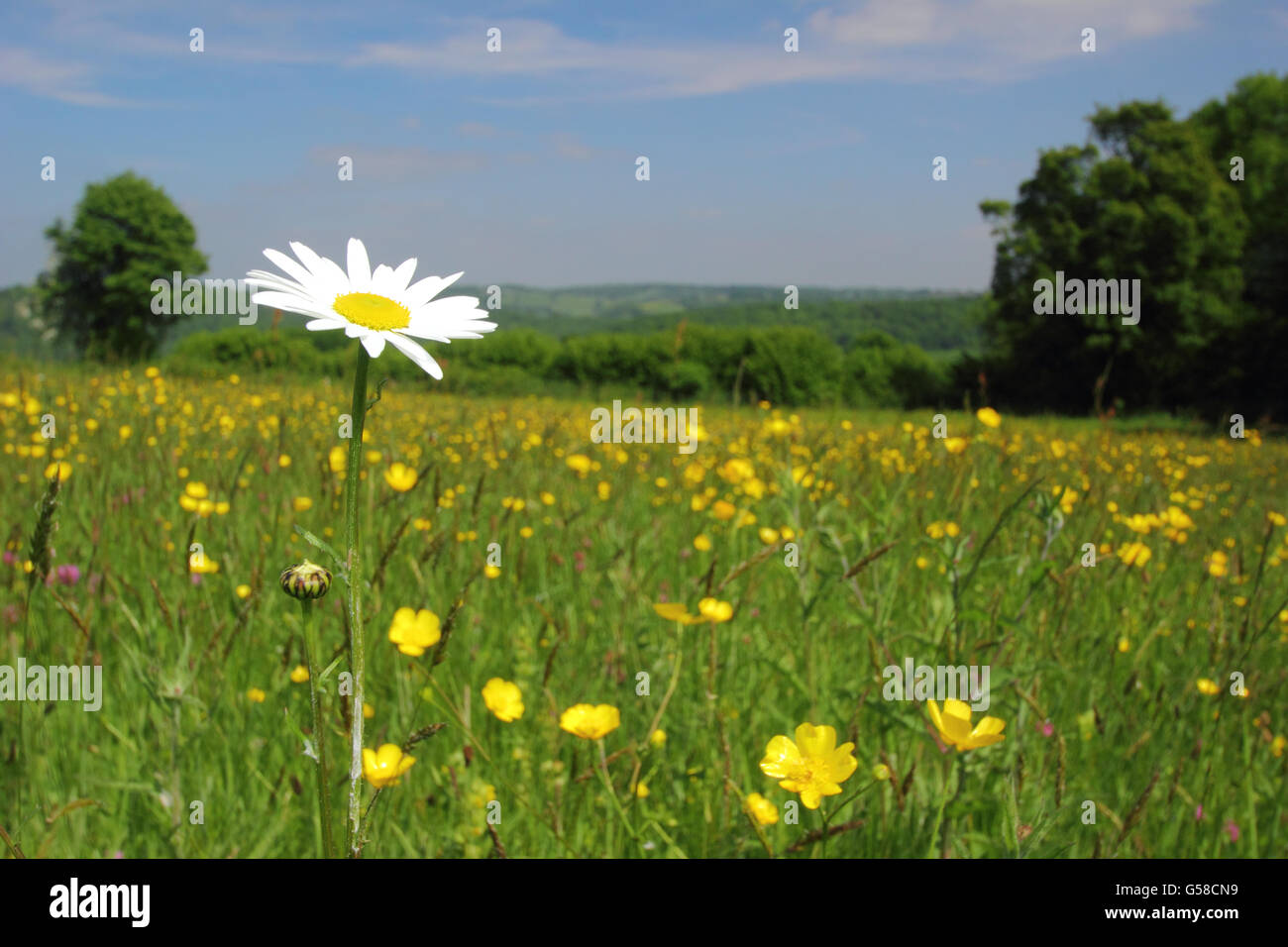 Ein Blumen-Gänseblümchen Ochsen-Auge in einem traditionellen, Heu artenreiche Wiese in der Nähe von Penallt, Monmouthshire, Wales, UK EU - Juni Stockfoto