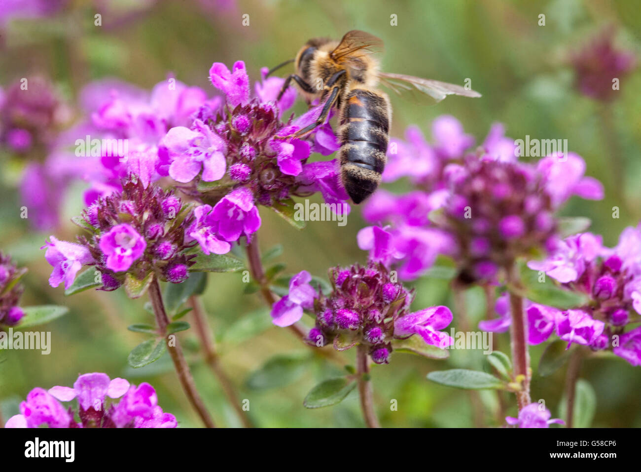 Biene auf Blume, Thymus pulegioides, breitblättriger Thymian, Zitronenthymianhonigbiene Stockfoto