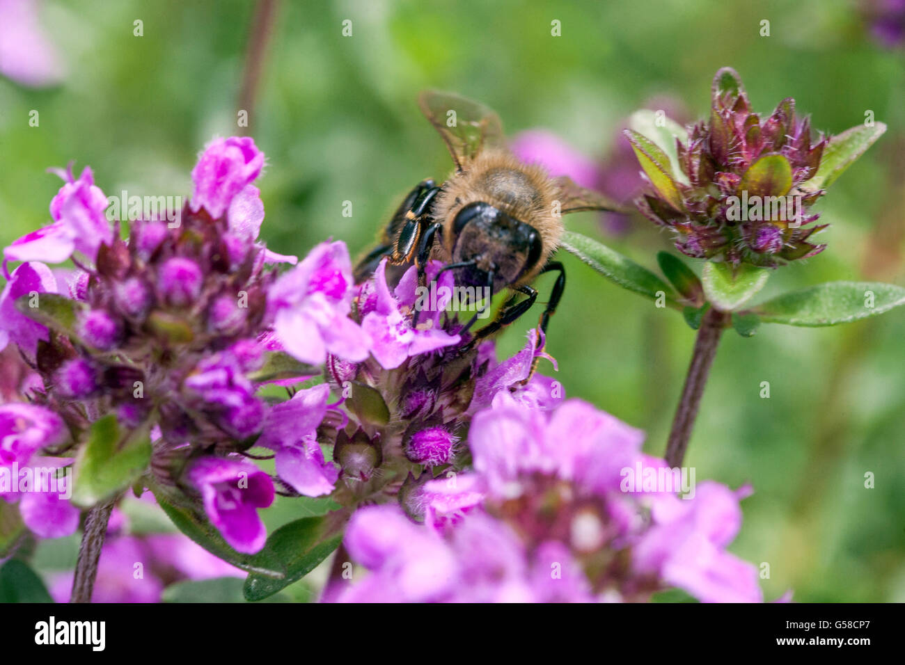 Biene auf Thymus Pulegioides, breitblättrigen Thymian, Zitronenthymian Stockfoto