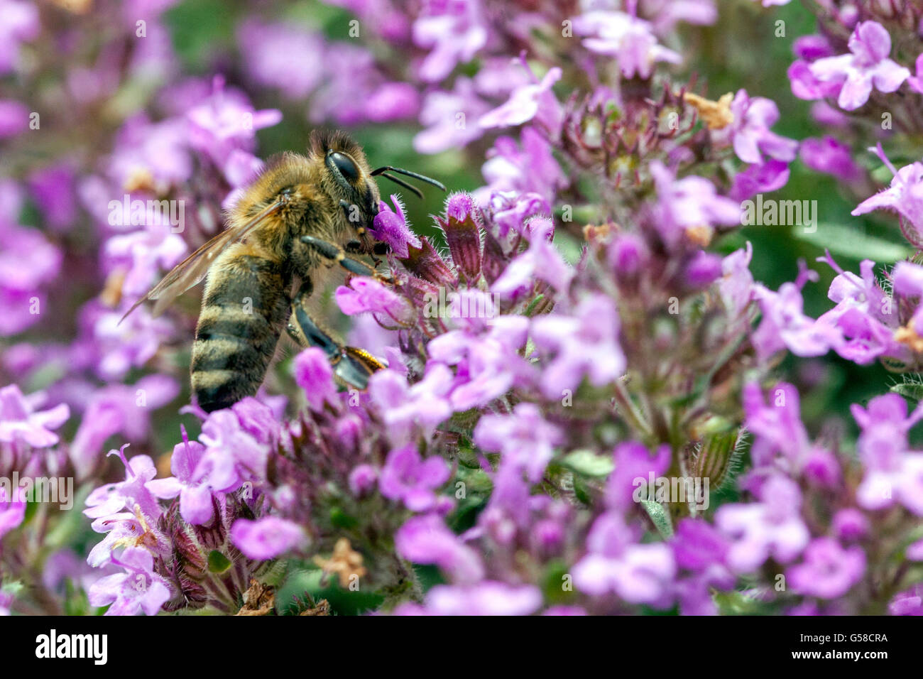 Biene auf Thymus pulegioides, Breitblättriger Thymian, Zitronenthymian, bienenfreundliche Pflanzen Stockfoto