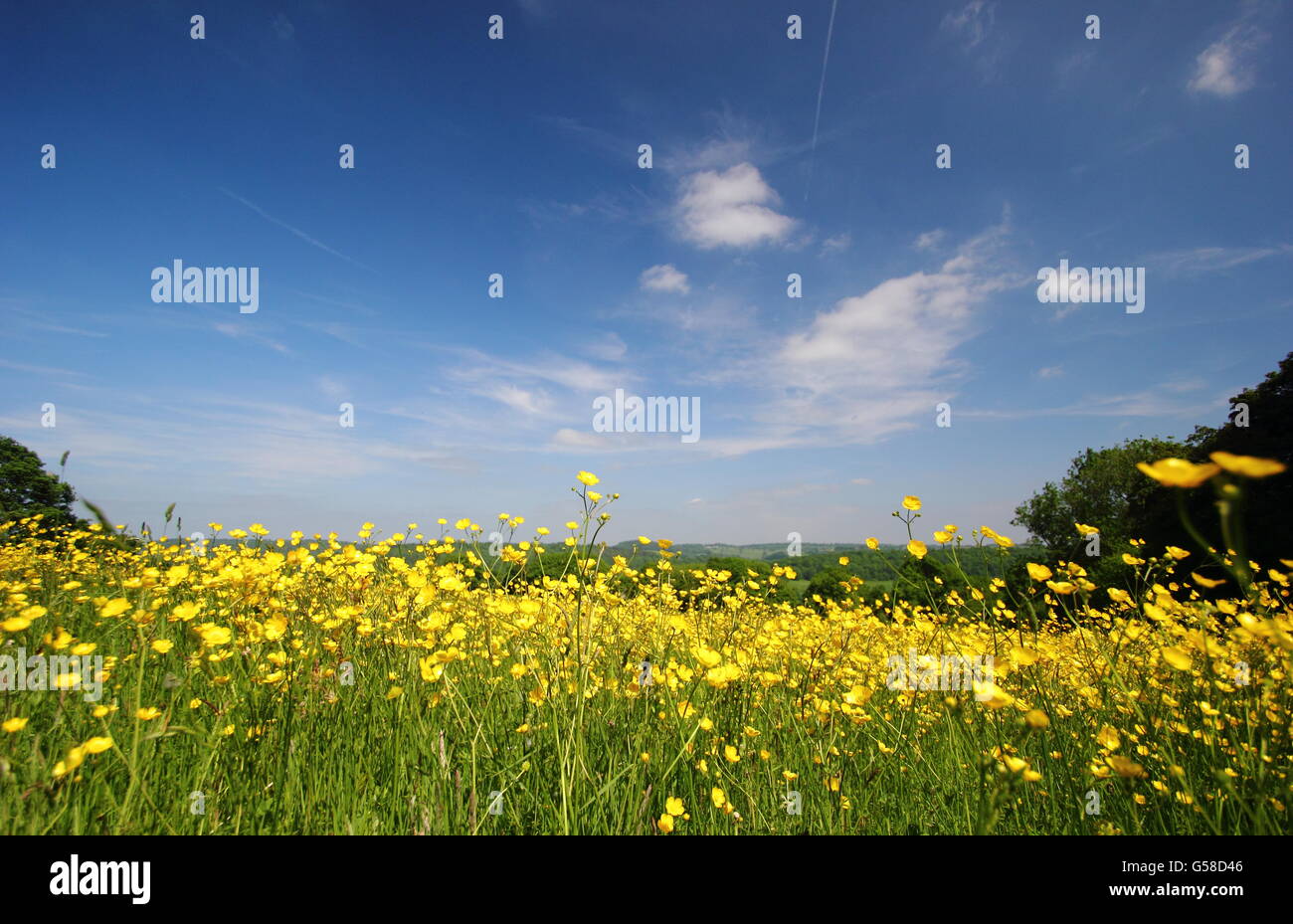 Wiesen-Schmetterlinge (Ranunkeln acris) unter blauem Himmel auf einer traditionellen Heuwiese in der Nähe von Penalt, Gwent, Wales, Großbritannien Ende Mai Stockfoto