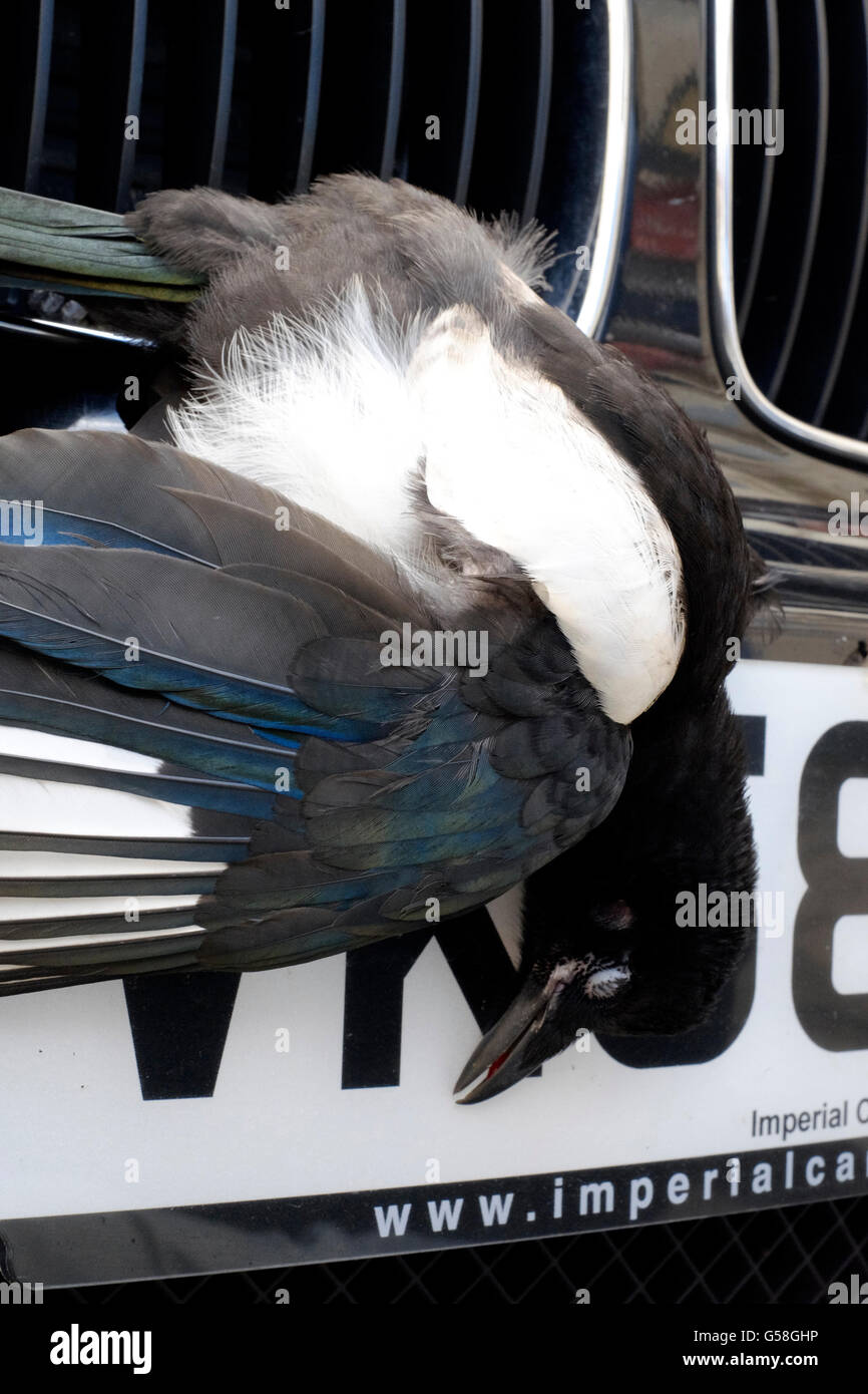 Flügel einer toten Taube im Kühlergrill eines Autos. Der Vogel