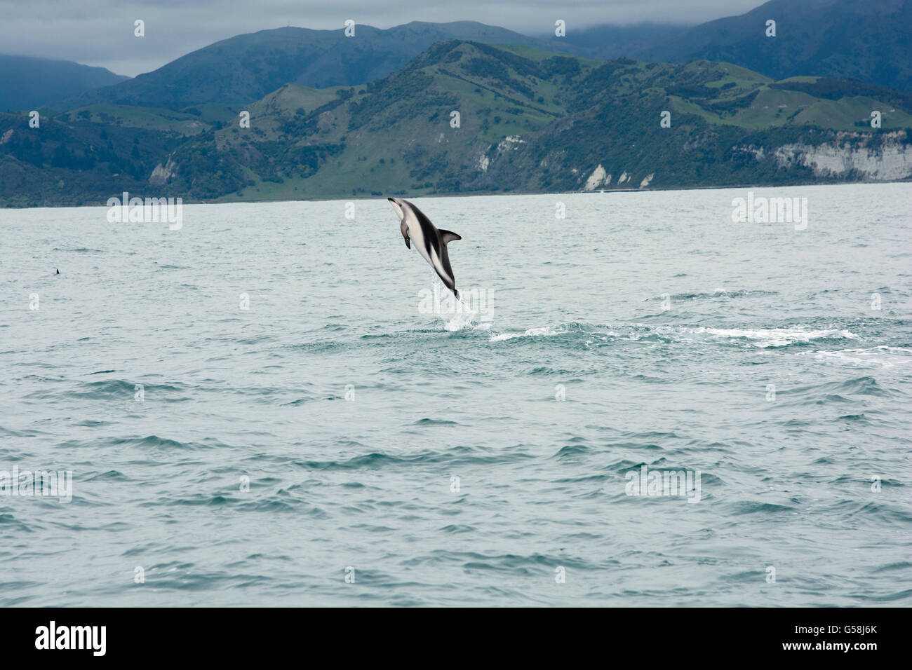 Dusky Dolphin springen im Pazifischen Ozean in der Nähe von Kaikoura in Neuseeland. Diese Federung scheint einige Paarungsverhalten. Stockfoto