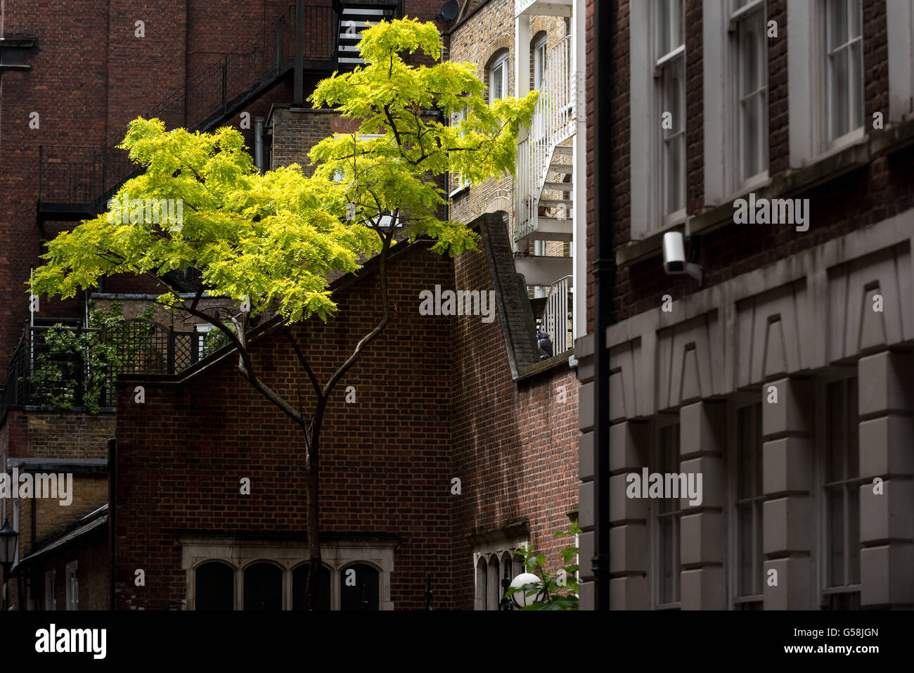 Eine urbane Baum leuchten im Zentrum von London Stockfoto