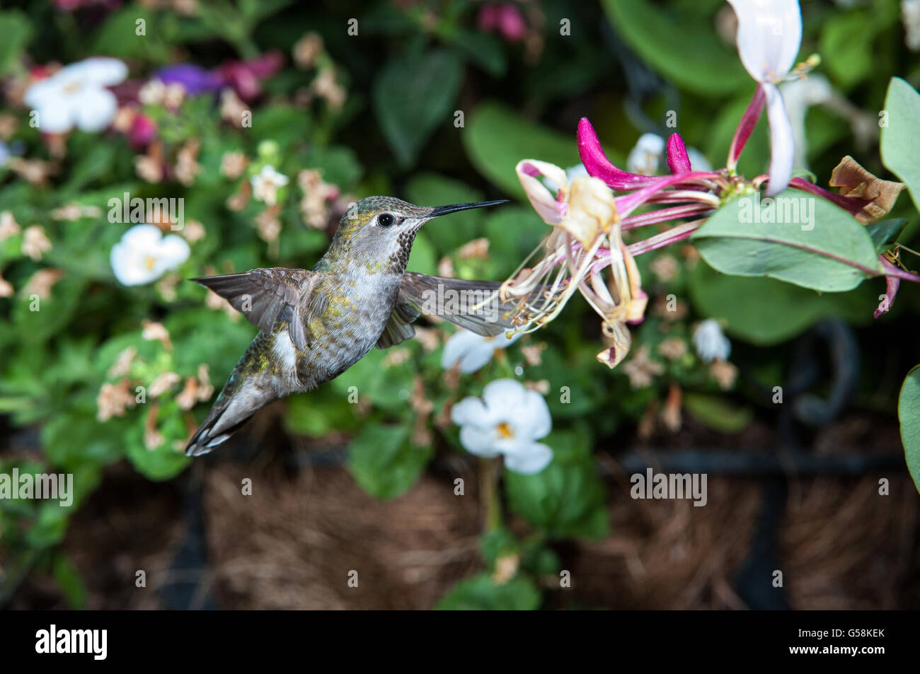 Frau Anna Kolibri (Calypte Anna) im Flug Stockfoto