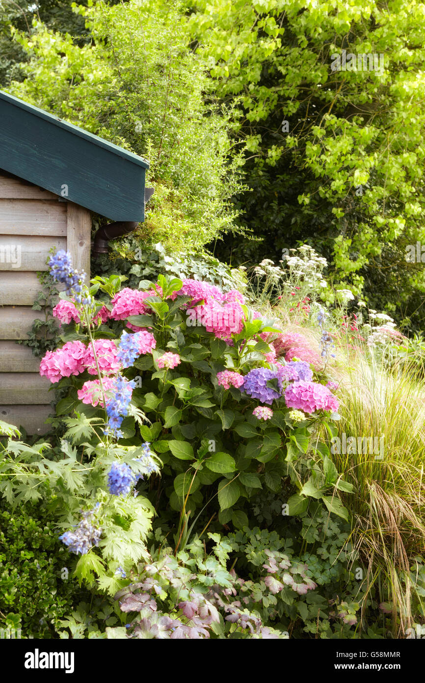 Hortensien in einem englischen Landhaus-Garten Stockfoto