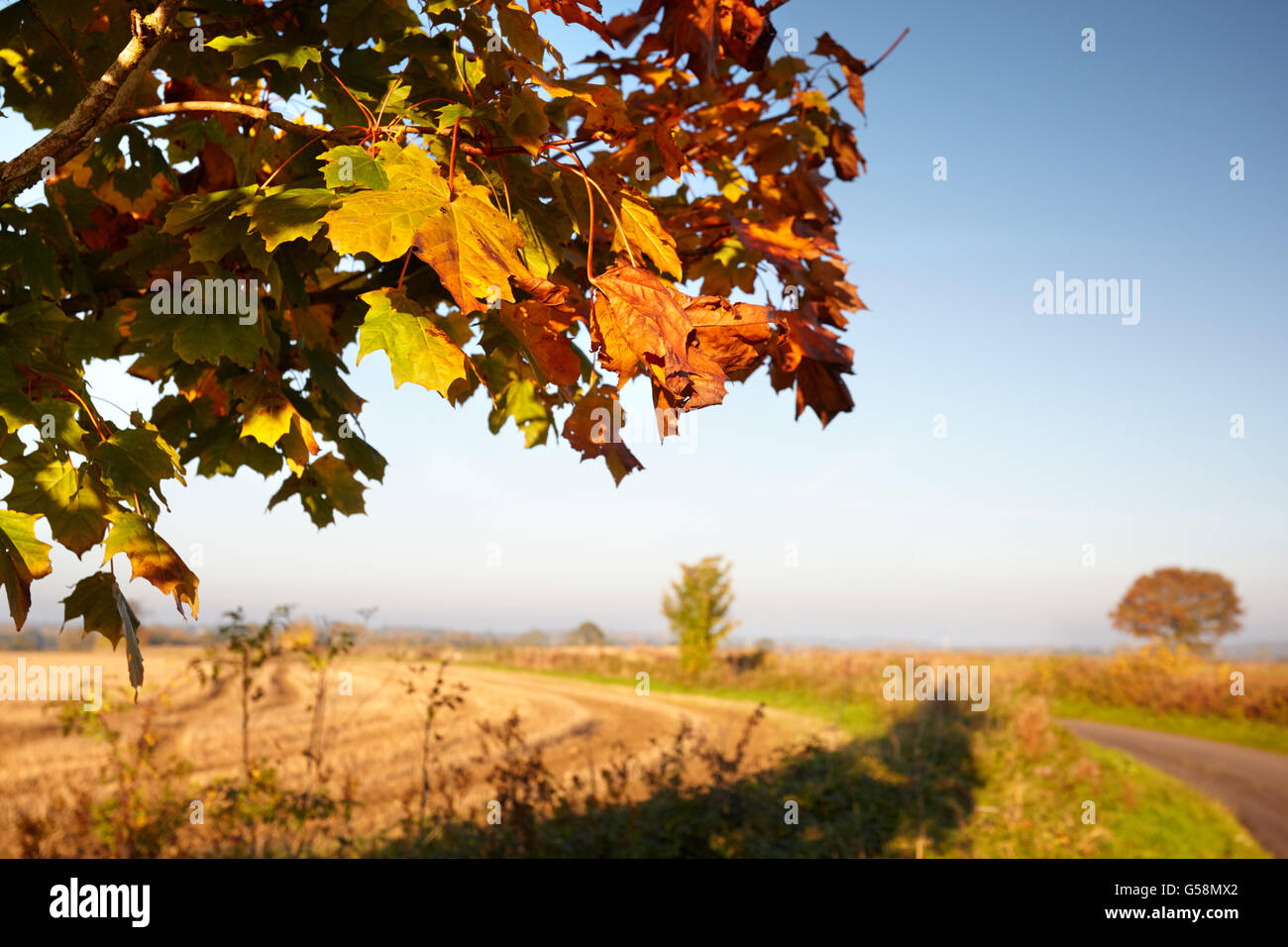 Feld-Ahorn Blätter in Norfolk herbstliche Landschaft Stockfoto