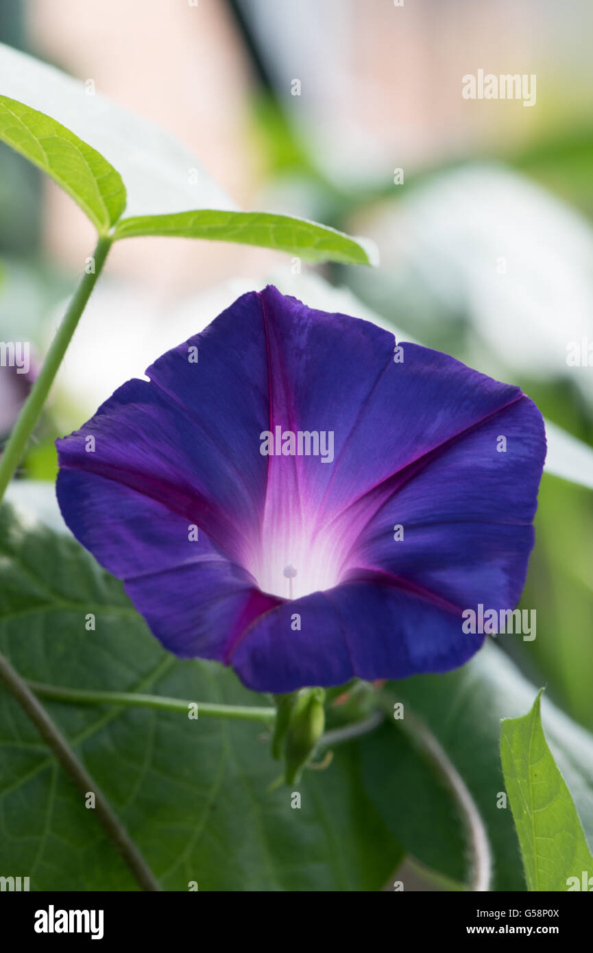 Ipomoea Tricolor 'Heavenly Blue', gemeinhin als "Morning Glory" Stockfoto