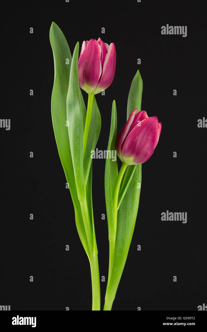 Fuchsia rosa Tulpen auf dunklem Hintergrund mit diffusem Licht. Stockfoto