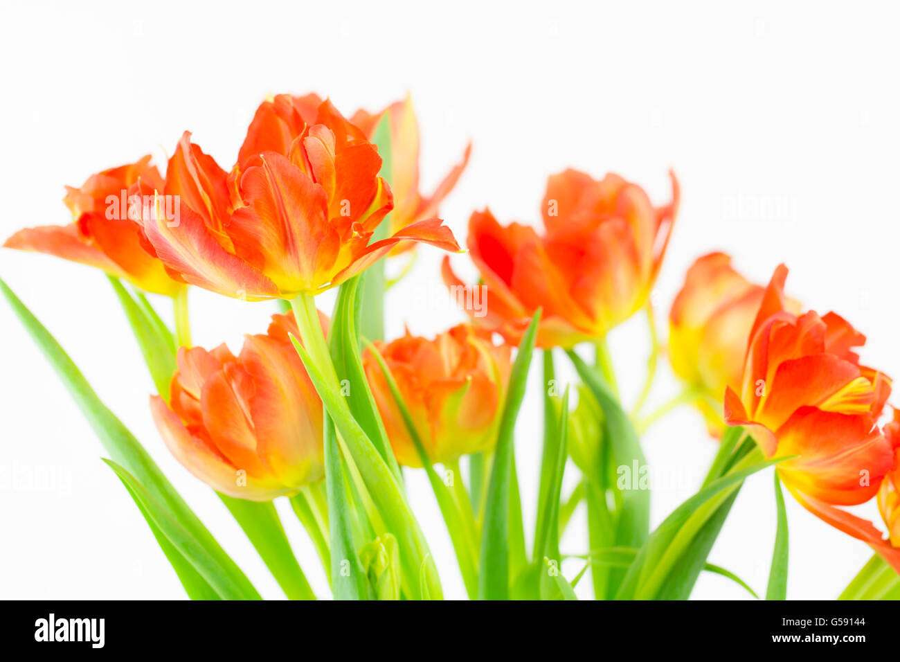 Nahaufnahme von einer Gruppe von lebendigen zweifarbig orange und gelbe Tulpen Stockfoto