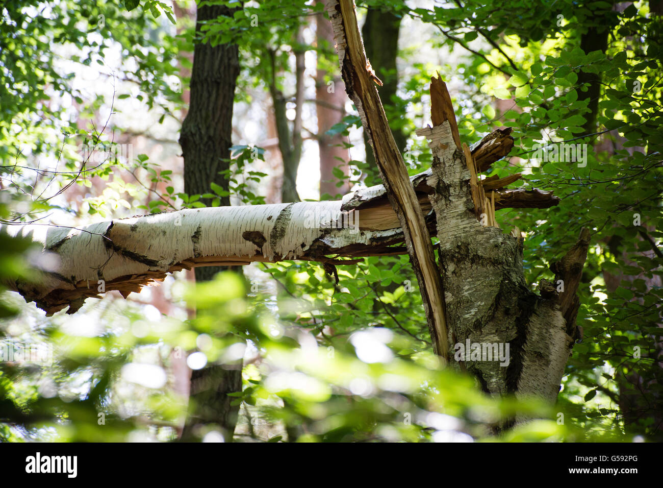 Sturm Schäden gebrochenen Baum im Wald Stockfoto