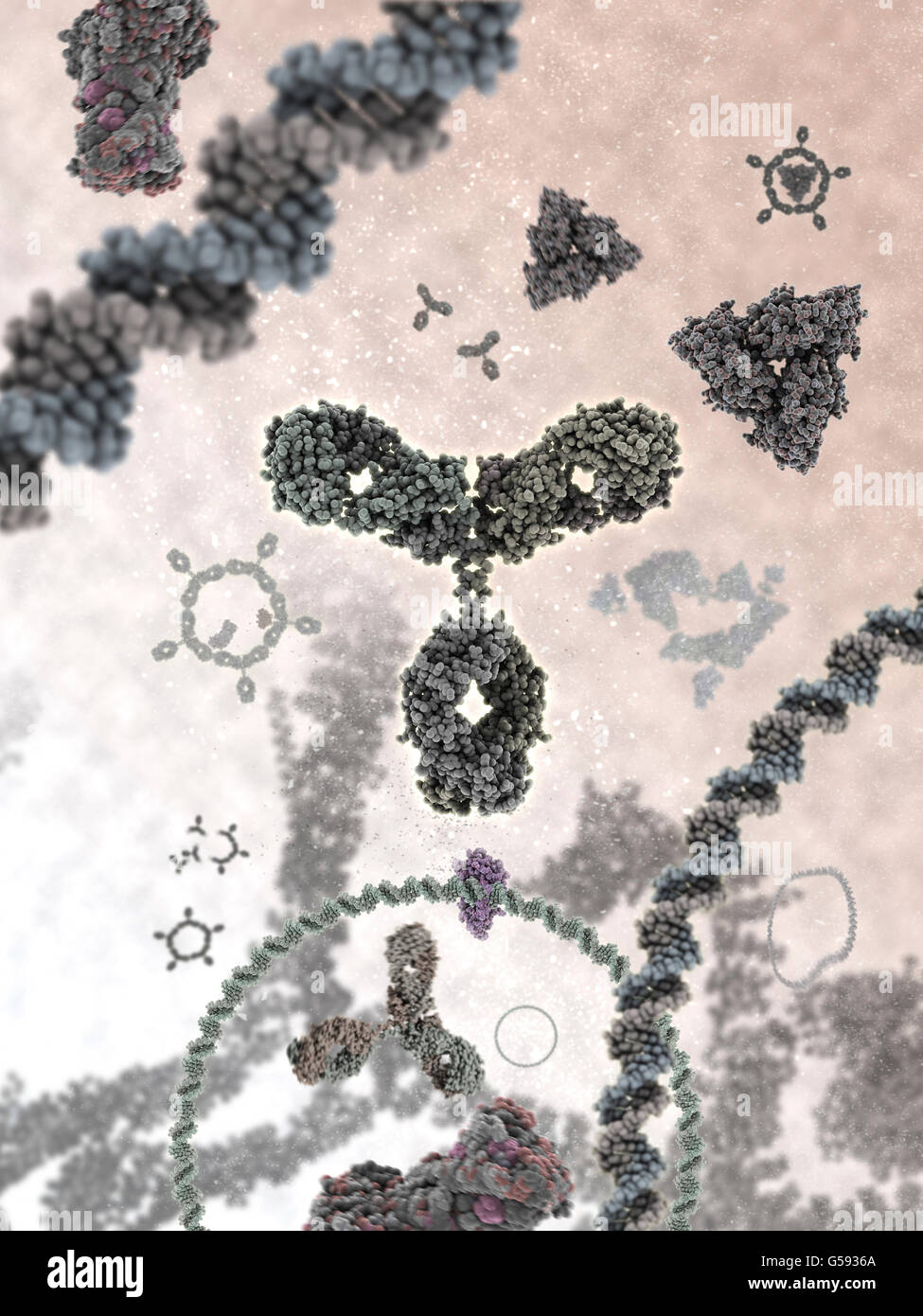 Antikörper aka Immunglobulin G (IgG) ist eine y-förmige Protein und Teil des menschlichen Immunsystems Stockfoto