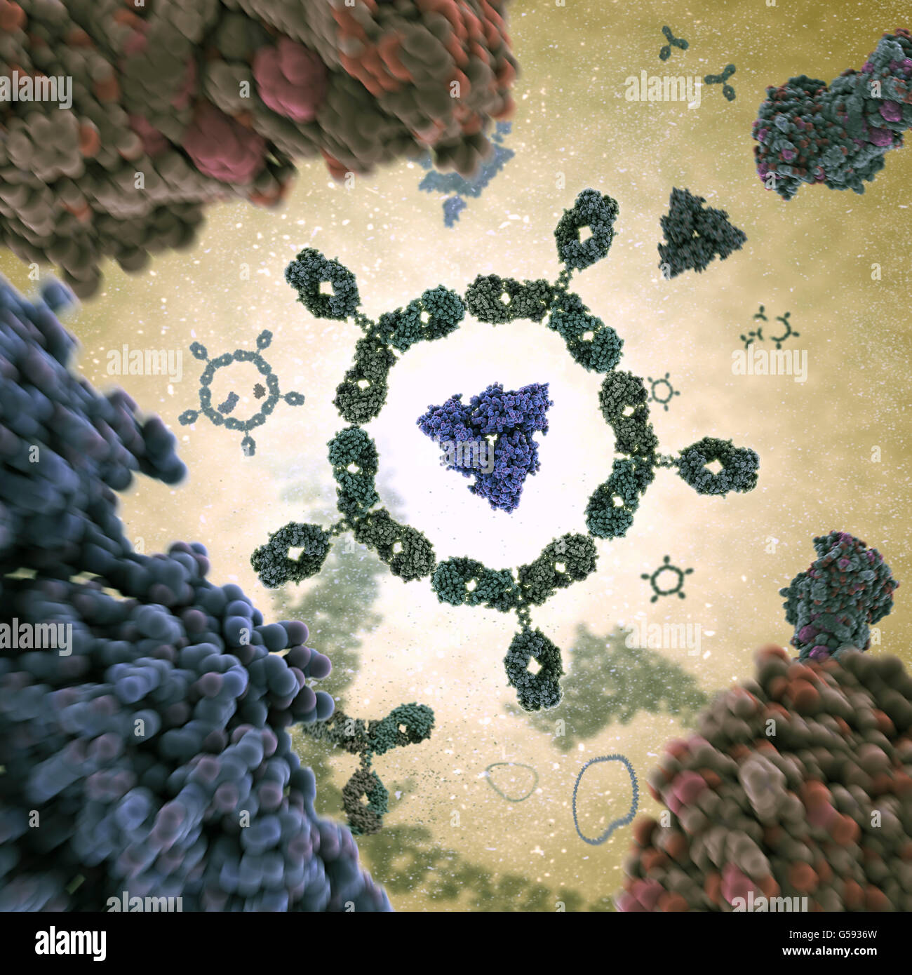 Cluster von Antikörpern. Antikörper aka Immunglobulin G (IgG) ist eine y-förmige Protein und Teil des menschlichen Immunsystems Stockfoto