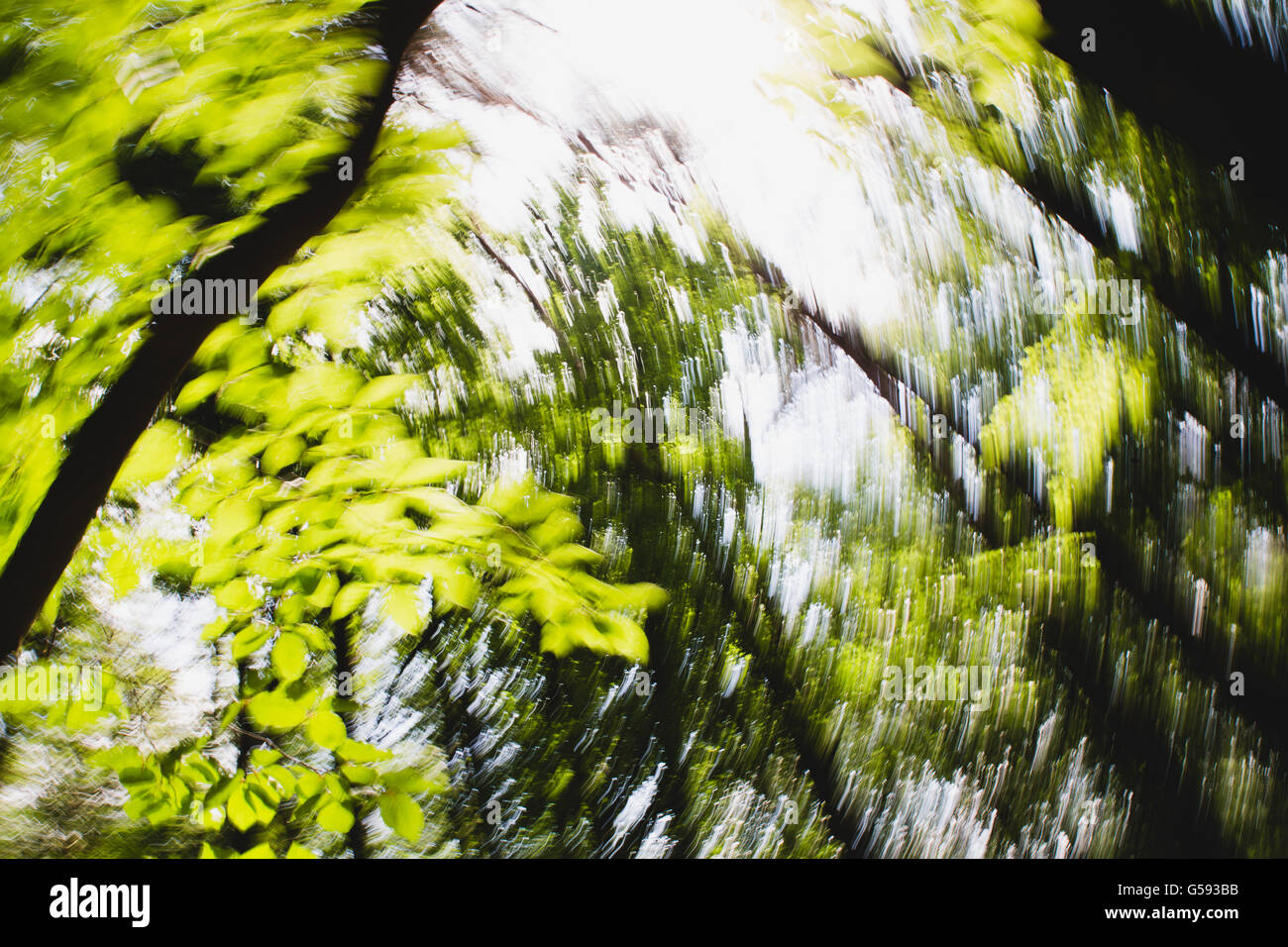 Defokussierten Wald Kreis hypnotische verschwommenen Effekt Stockfoto