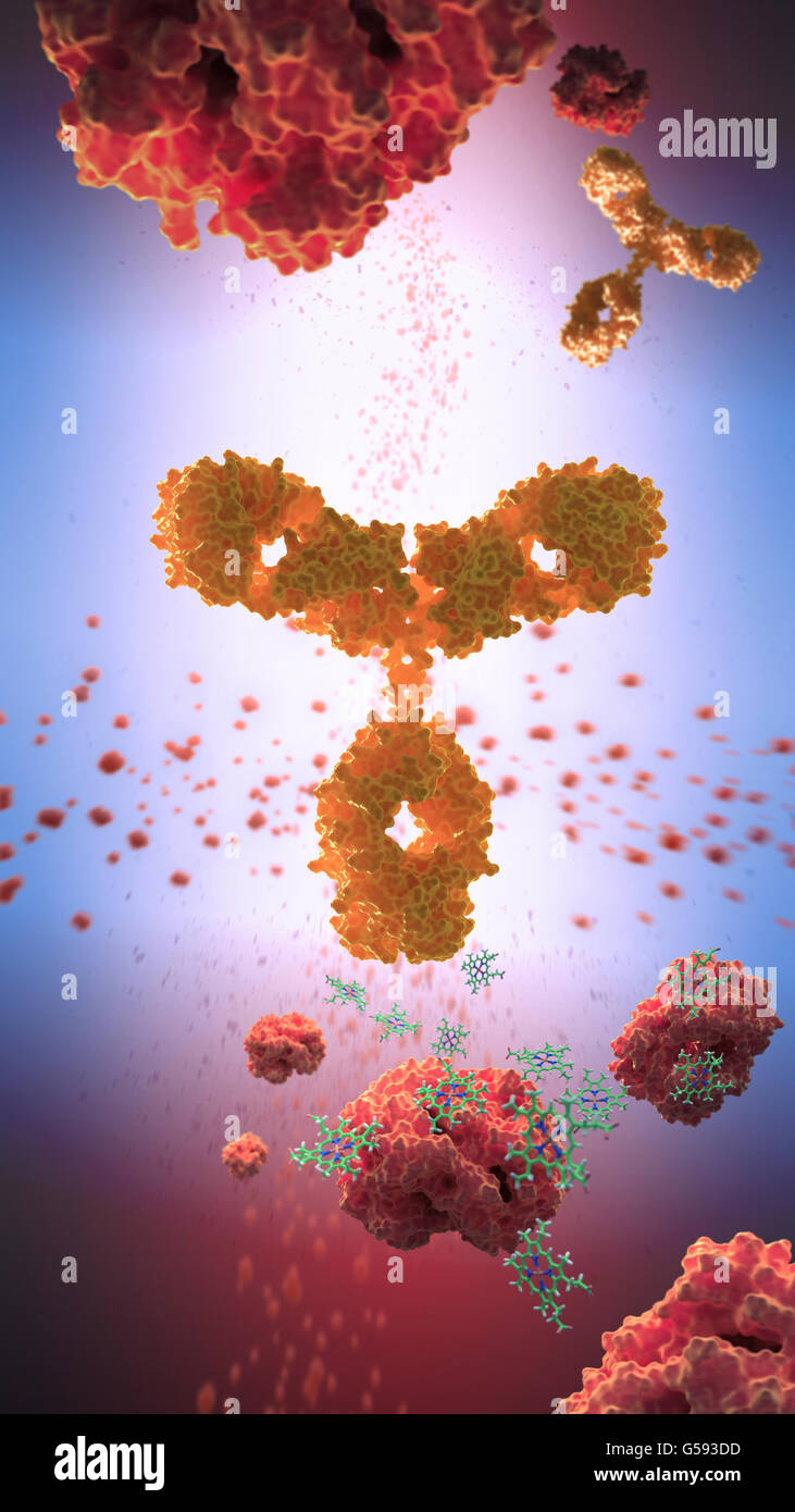 Antikörper aka Immunglobulin G (IgG) ist eine y-förmige Protein und Teil des menschlichen Immunsystems Stockfoto