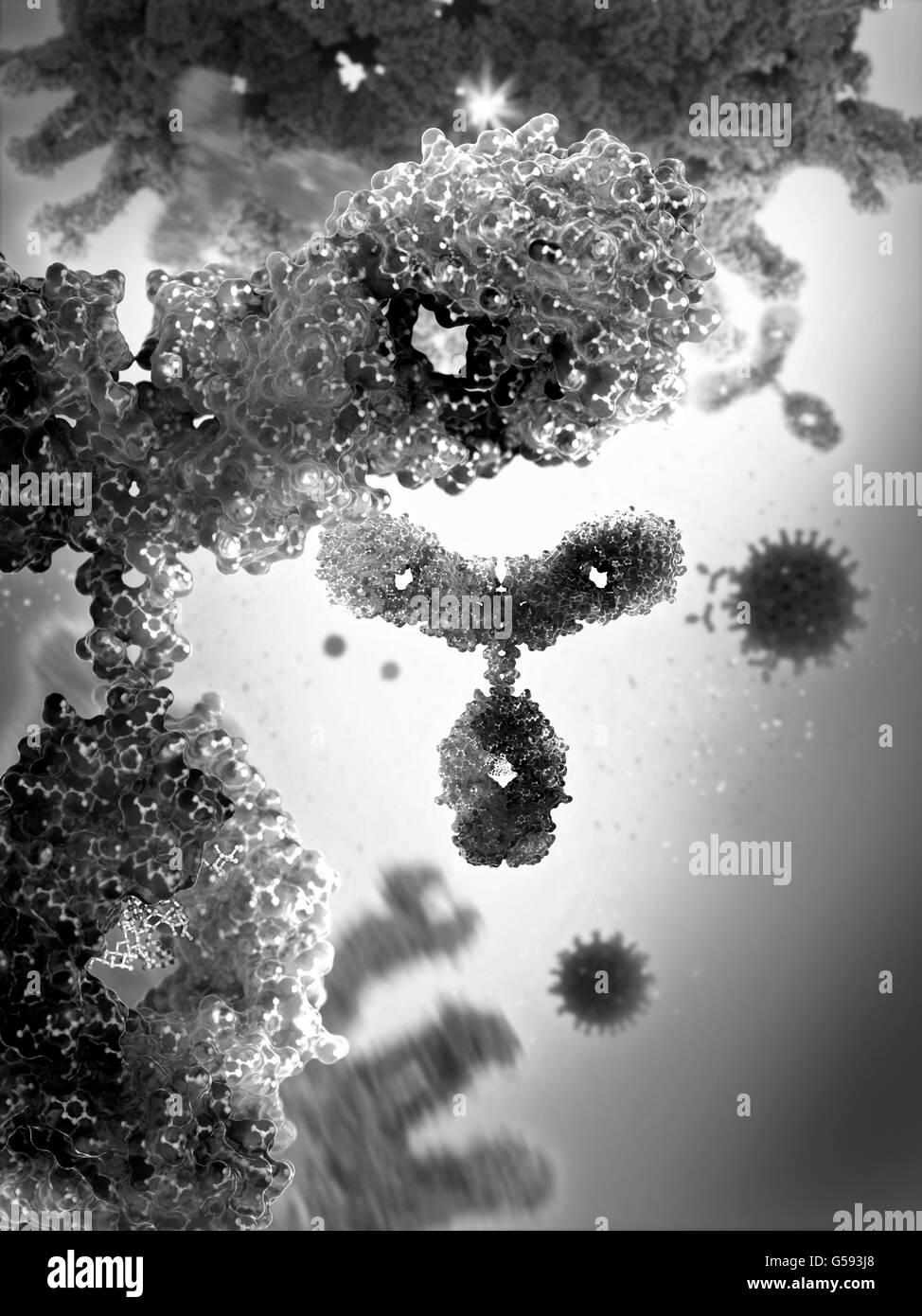 Antikörper aka Immunglobulin G (IgG), einem y-förmigen Protein Teil des menschlichen Immunsystems gegen ausländische Viruspartikel Stockfoto