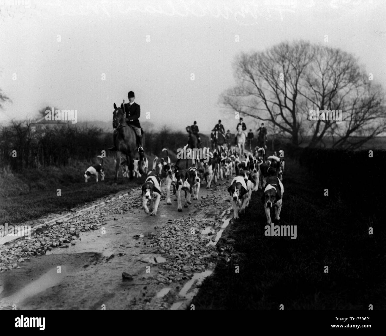 FUCHSJAGD 1911: Das Treffen des Earl of Fitzwilliam's (Grove) Rudel in Bilby. Das Bild zeigt die Ankunft der Hunde. Stockfoto
