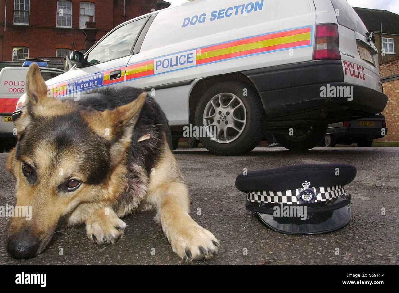 Delta Monty', ein vier Jahre alter deutscher Schäferhund, der bei einer Bankrazzia in den Hals gestochen wurde und Nähte brauchte, erholt sich wieder in der New Malden Polizeistation in Surrey. * bei dem Versuch, seinen Handler vor einem angeblichen Bankräuber in Whitton, in der Nähe von Twickenham, im Südwesten Londons, zu schützen, wurde er erstochen. Er wurde operiert und klebte an der Wunde. Stockfoto