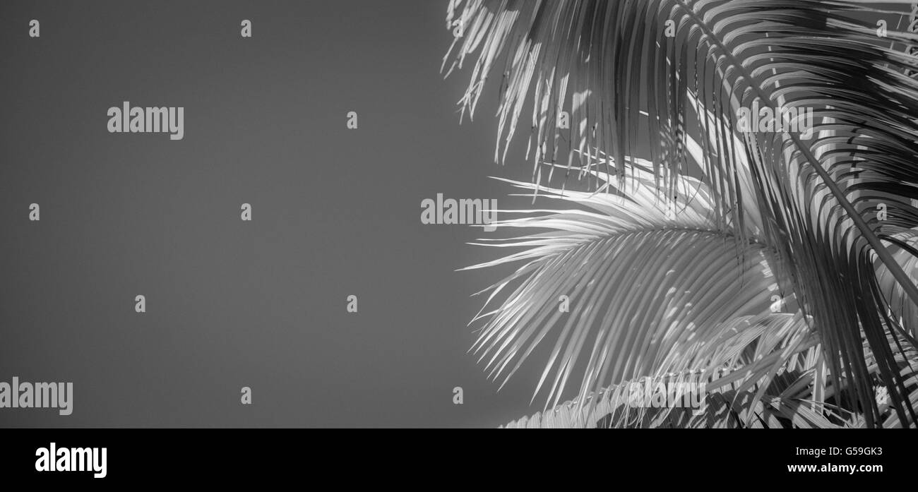Infrarotbild Palmwedel gegen Himmel. 6048 x 2825 px Größe Stockfoto