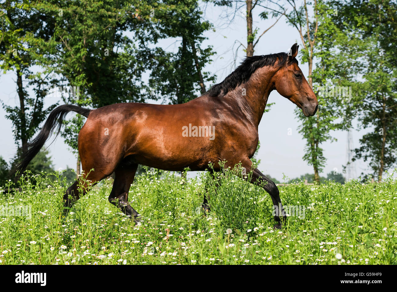 Schöne Maremmano Pferd Rennen frei Stockfotografie - Alamy