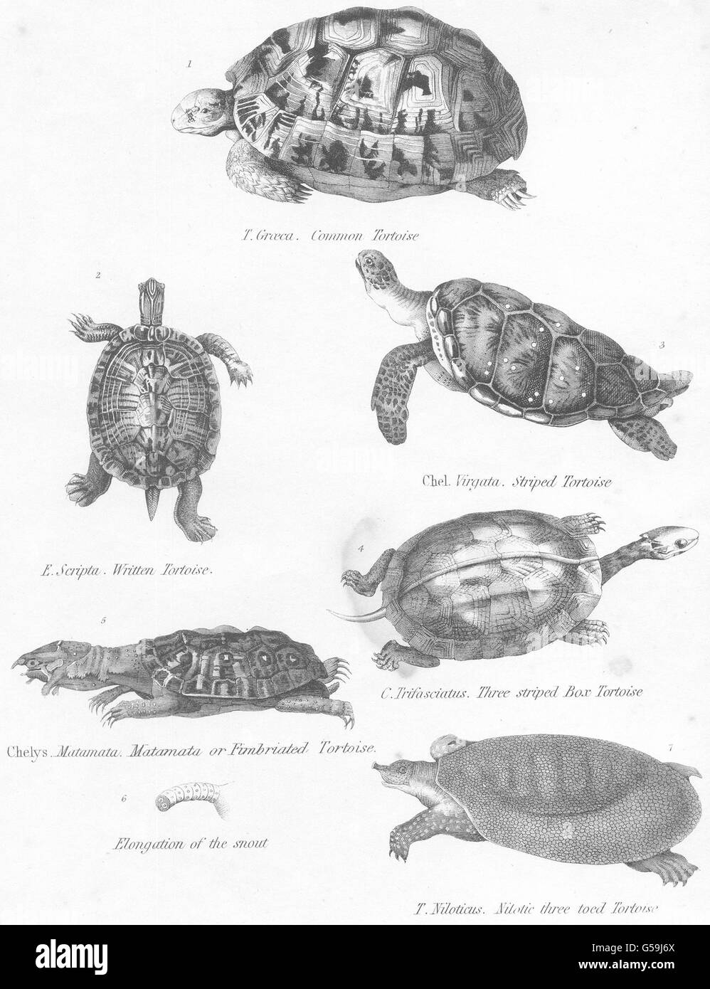 Schildkröten: Cmn; Geschrieben; Gestreift; Matamata gefransten Box toed Schildkröte, 1860 Stockfoto
