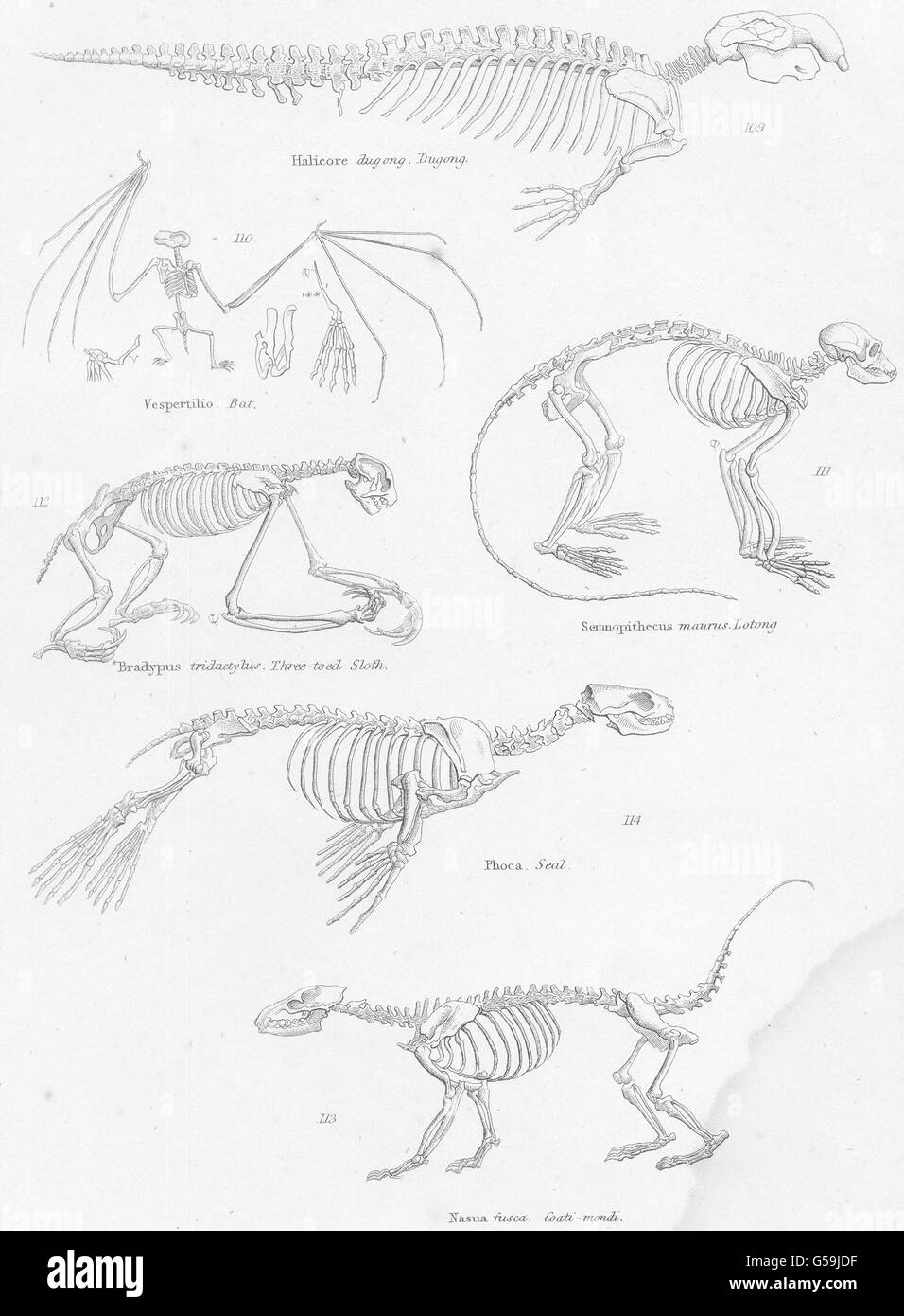 Säugetiere: Skelette: Dugong; Fledermaus-toed Sloth; Lotong; Siegel; Nasenbär-Mondi, 1860 Stockfoto
