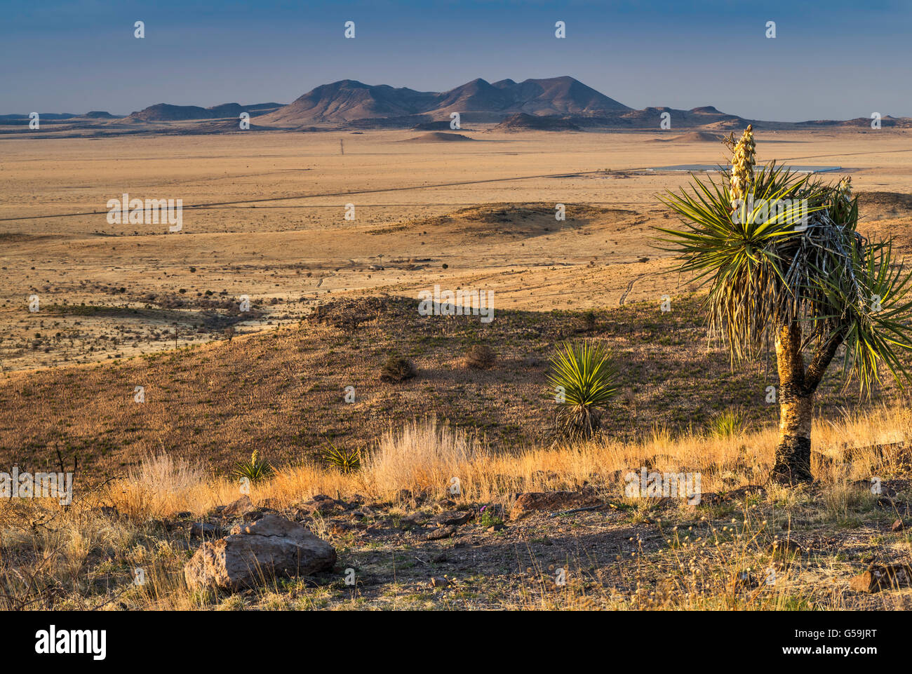 Entfernte Gebirgskette in der Chihuahua-Wüste, spanischer Dolch Yucca vor, aus Sicht in den Davis Mountains State Park, Texas Stockfoto