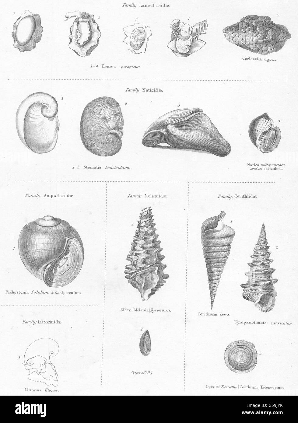 Weichtiere: Lamellariidae; Naticidae; Ampullariidae; Melaniidae; Cerithiidae, 1860 Stockfoto