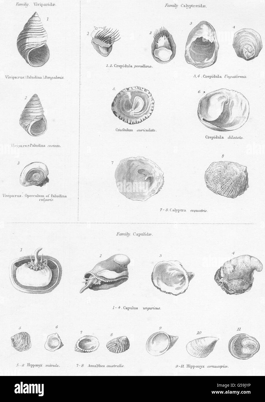 Weichtiere: Viviparidae:Bengalenis; Paludina Costata; Vulgaris; Calyptraeidae, 1860 Stockfoto