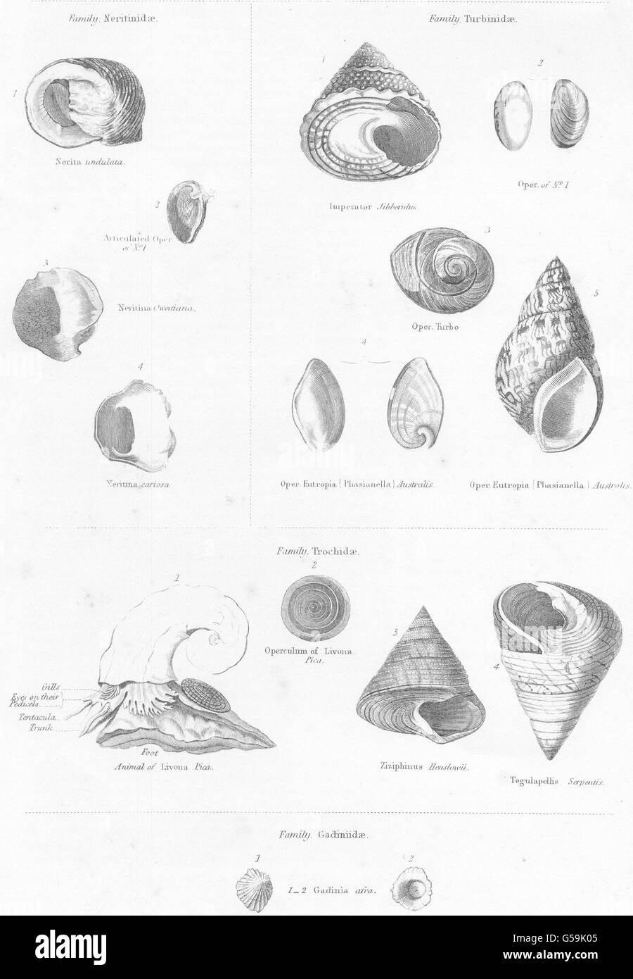Weichtiere: Neritinidae; Turbinidae; Trochidae; Gadiniidae, antike print 1860 Stockfoto