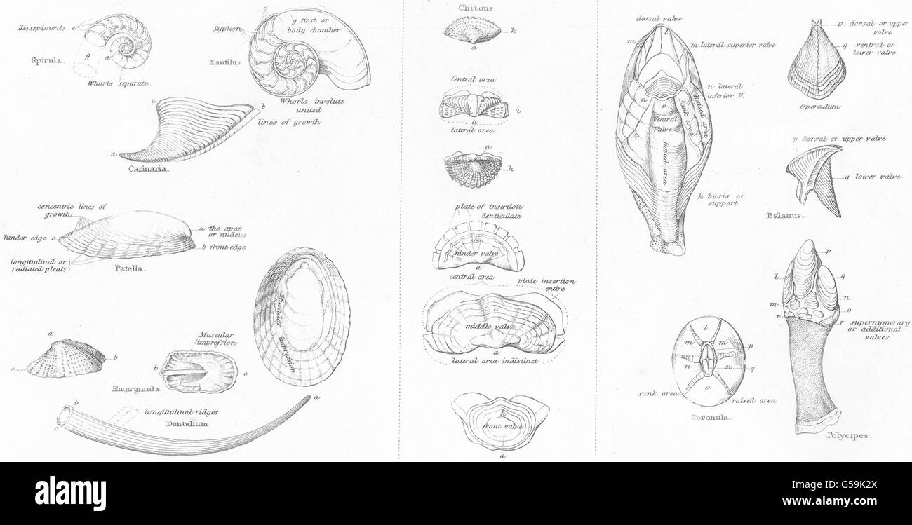 Weichtiere: Conchology Begriffe; Symmetrische Schneckenart; Serielle Mollusca; Cirrihpeds, 1860 Stockfoto