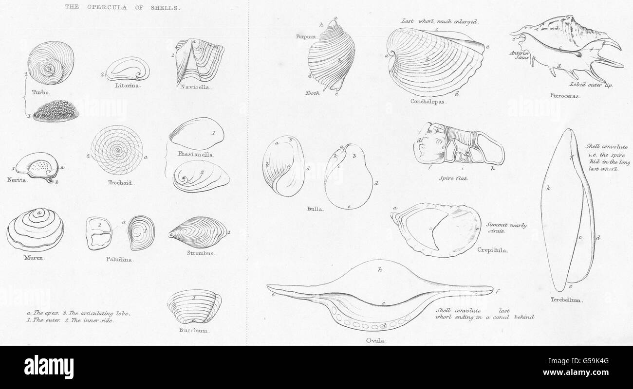 Weichtiere: Begriffe im Conchology; Die Opercula Schalen, antique print 1860 Stockfoto