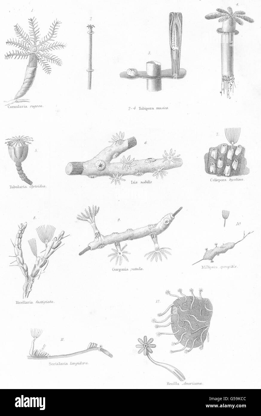 Polypen: Cornularia Rugosa; Tubipora Musica; Tubularia Clytoidea; Isis Nobilis, 1860 Stockfoto