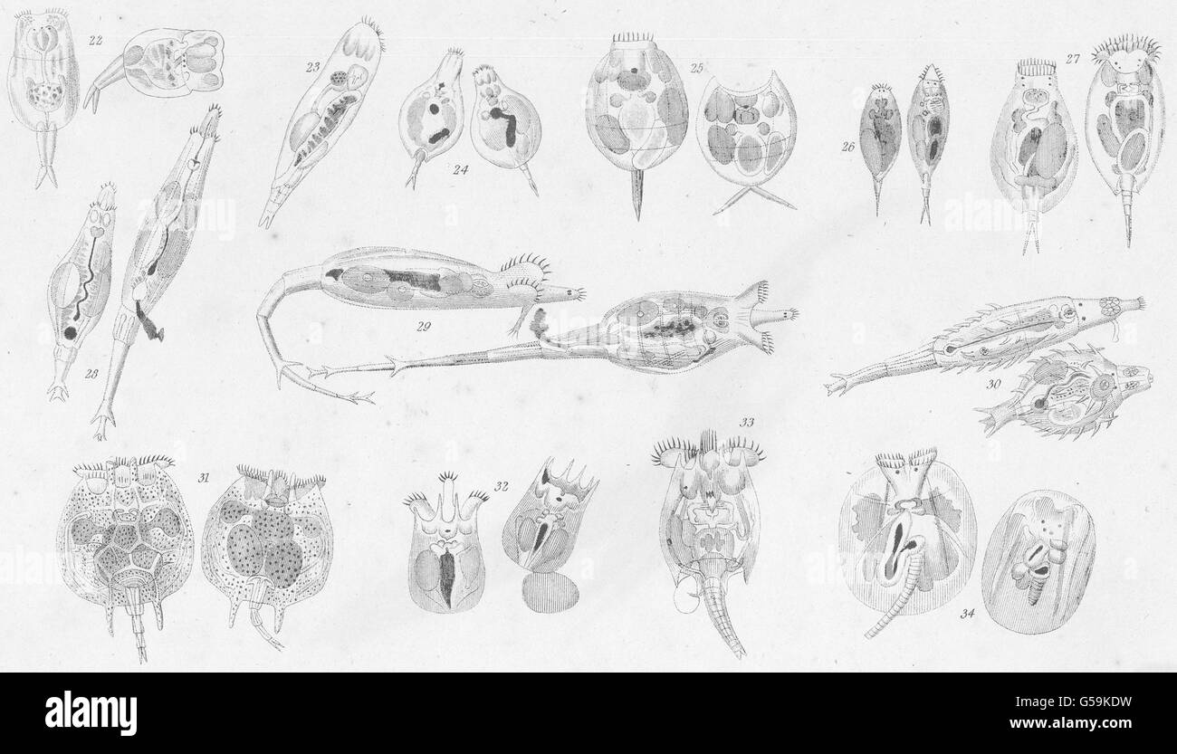 ROTATORIA:Triophthalmus; Cycloglena; Lepadella; Euchlanis; Colurus; Squamella, 1860 Stockfoto