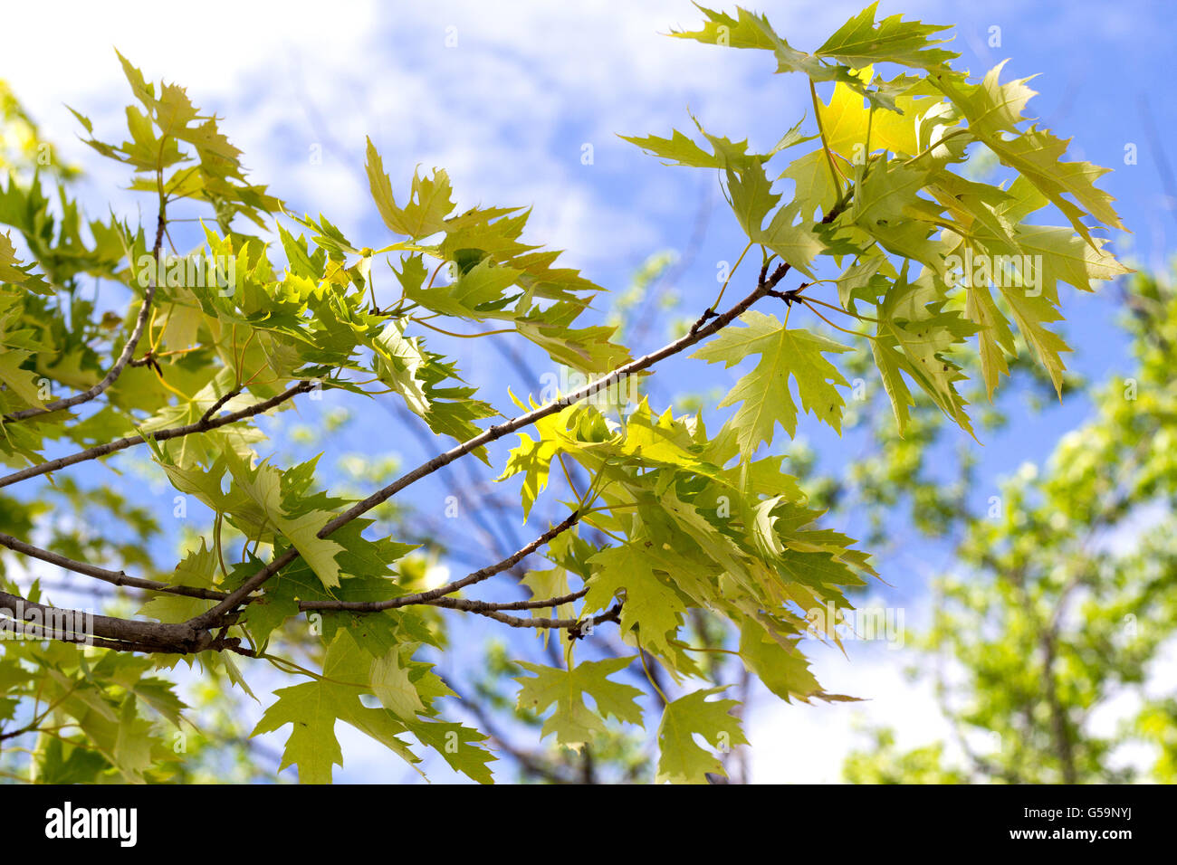 Silber Ahornbaum Blätter Nahaufnahme vor dem Himmel Stockfoto