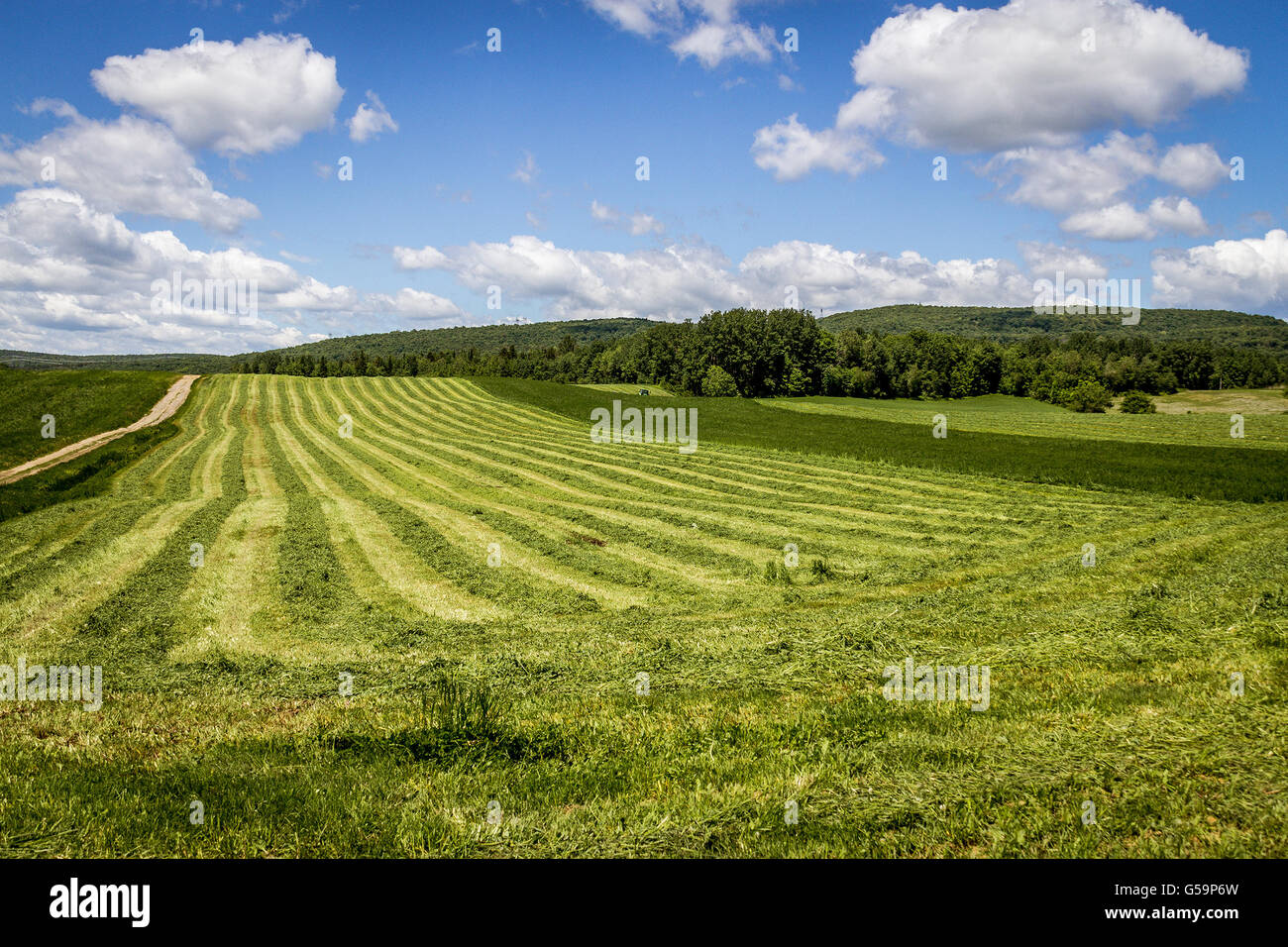 frisch geschnitten Sie Heu-Feld trocknen Landschaft Stockfoto