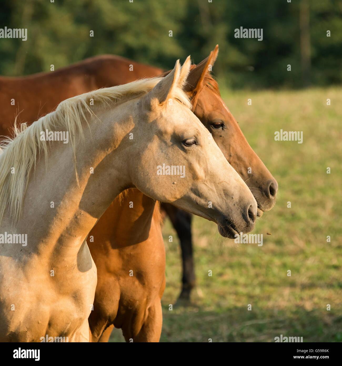 Porträt von zwei Quarter Horses auf der Weide Stockfoto