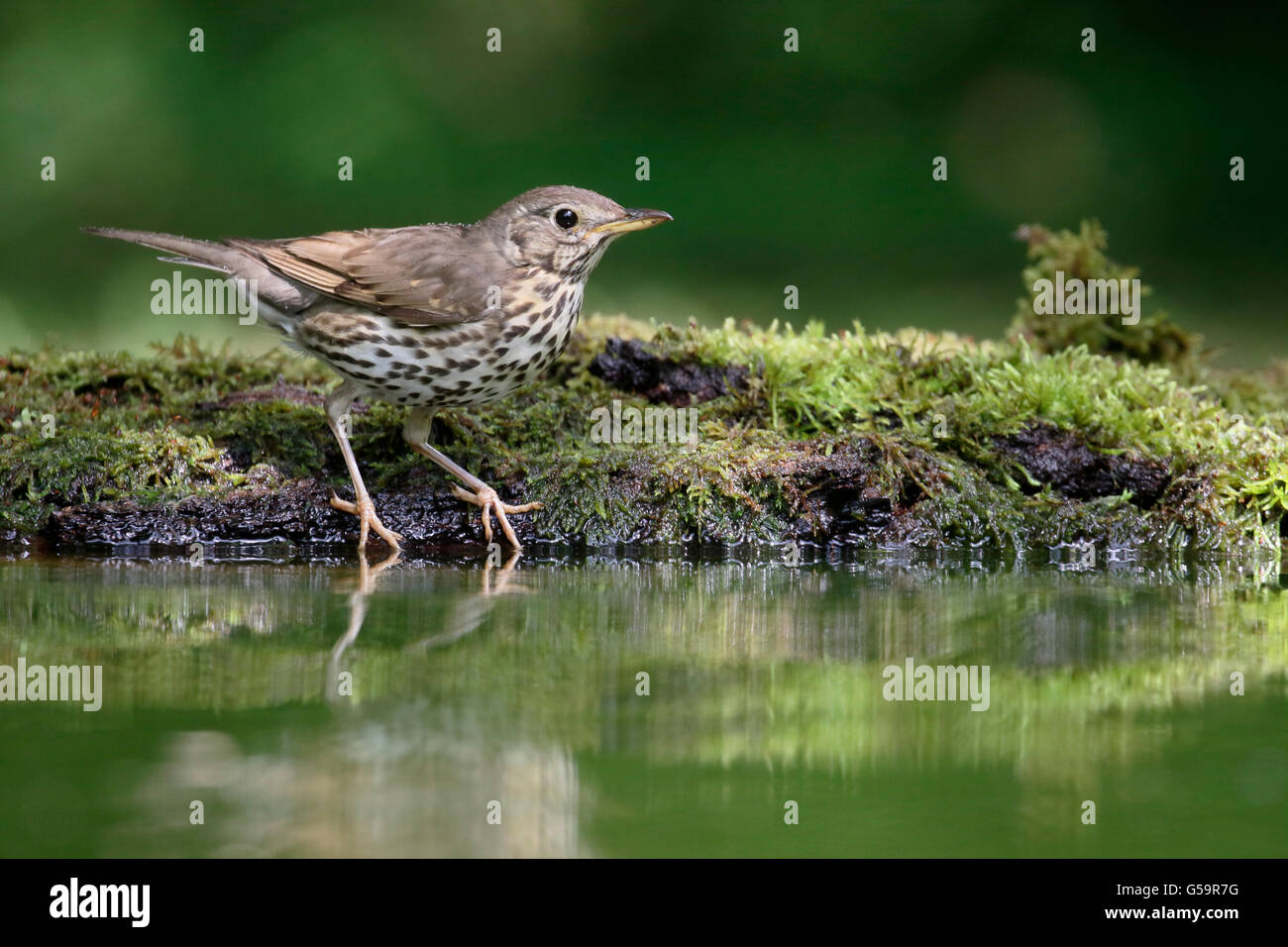 Singdrossel, Turdus Philomelos, einziger Vogel durch Wasser, Ungarn, Mai 2016 Stockfoto