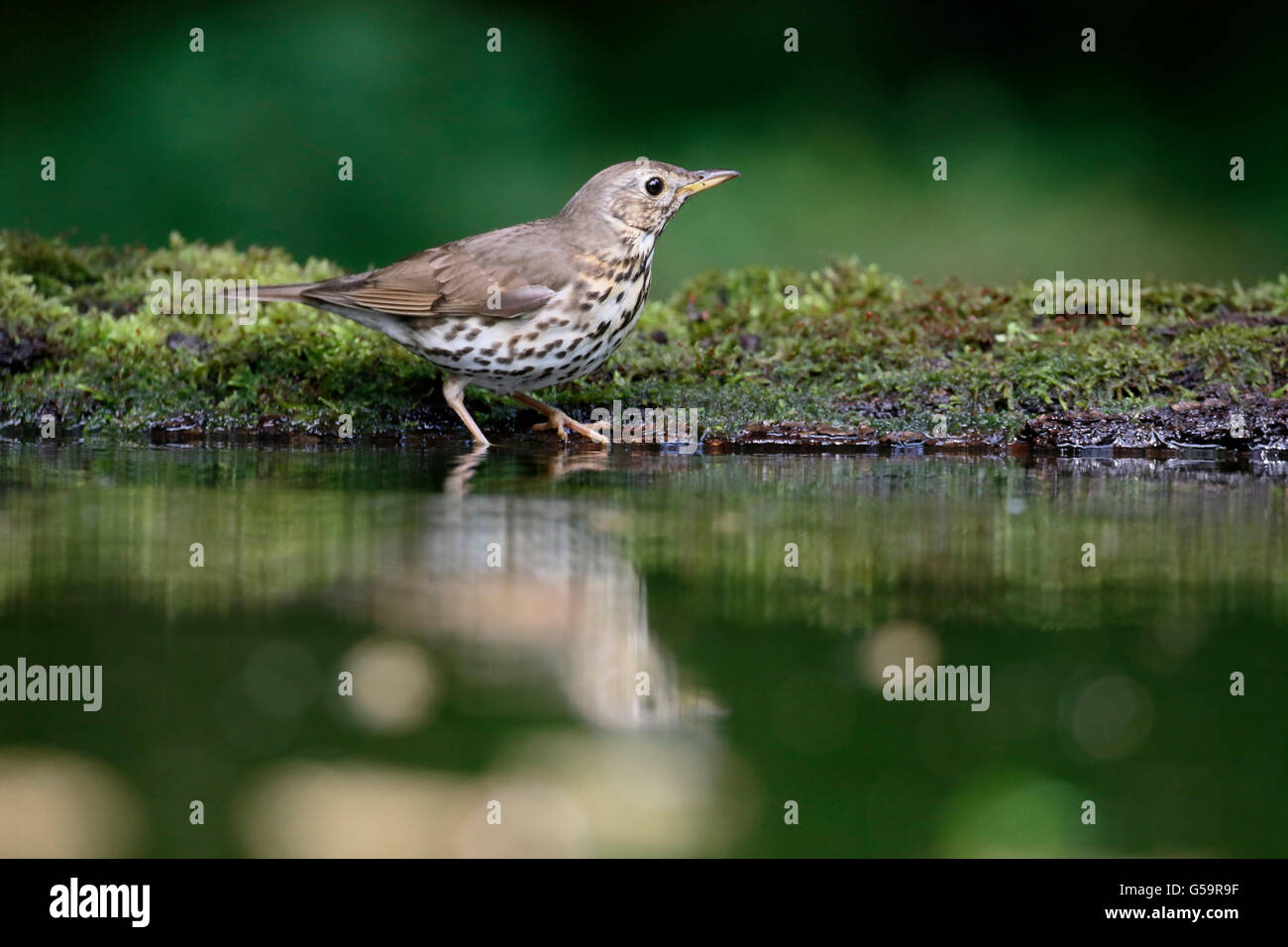 Singdrossel, Turdus Philomelos, einziger Vogel durch Wasser, Ungarn, Mai 2016 Stockfoto