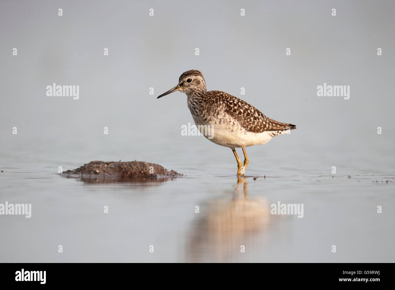 Holz, Flussuferläufer, Tringa Glareola, einziger Vogel im Wasser, Ungarn, Mai 2016 Stockfoto