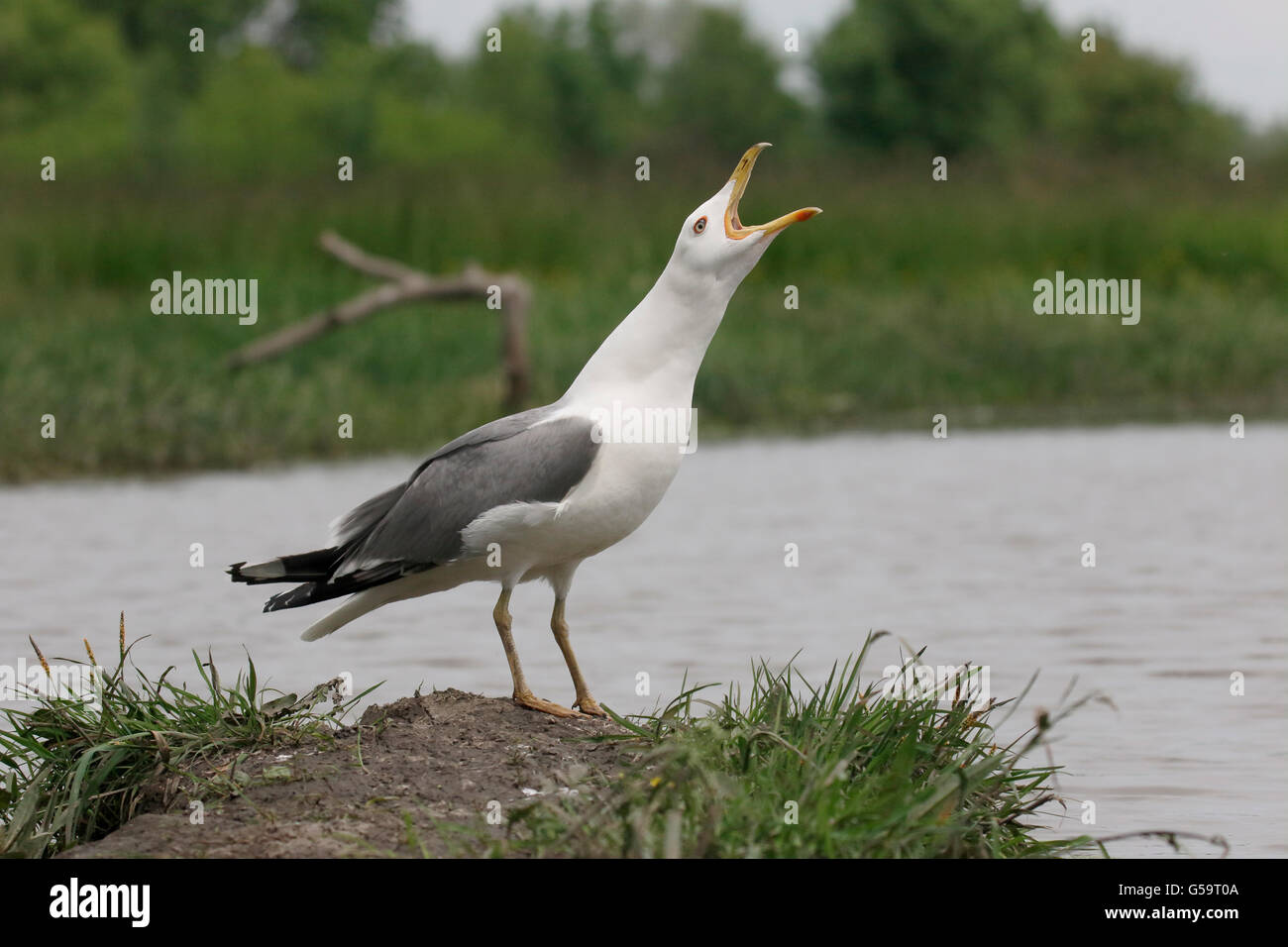 Gelb-legged Möve, Larus Michahellis, einziger Vogel durch Wasser, Ungarn, Mai 2016 Stockfoto