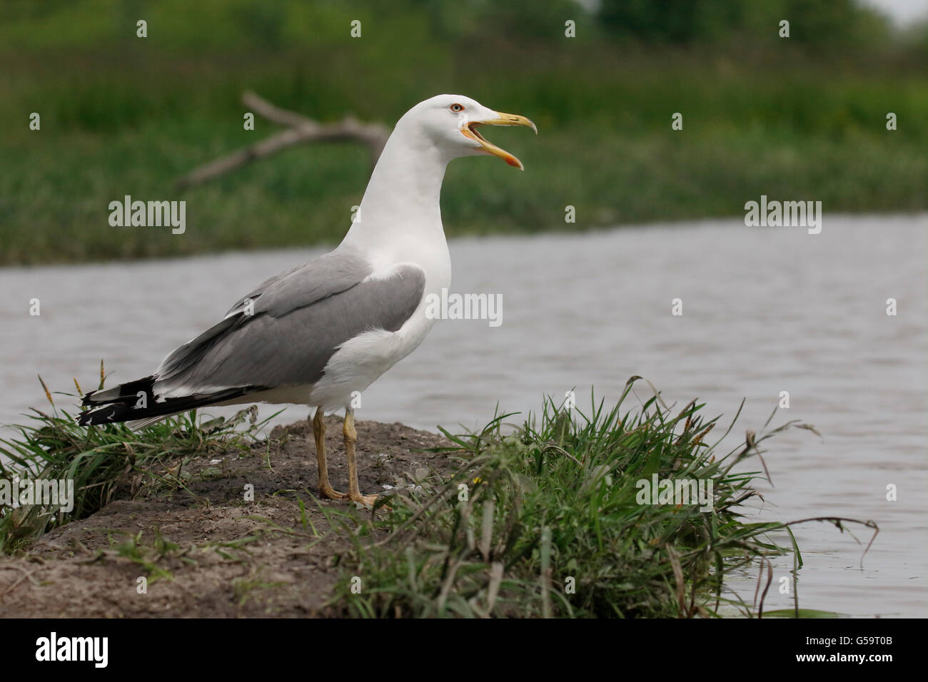 Gelb-legged Möve, Larus Michahellis, einziger Vogel durch Wasser, Ungarn, Mai 2016 Stockfoto