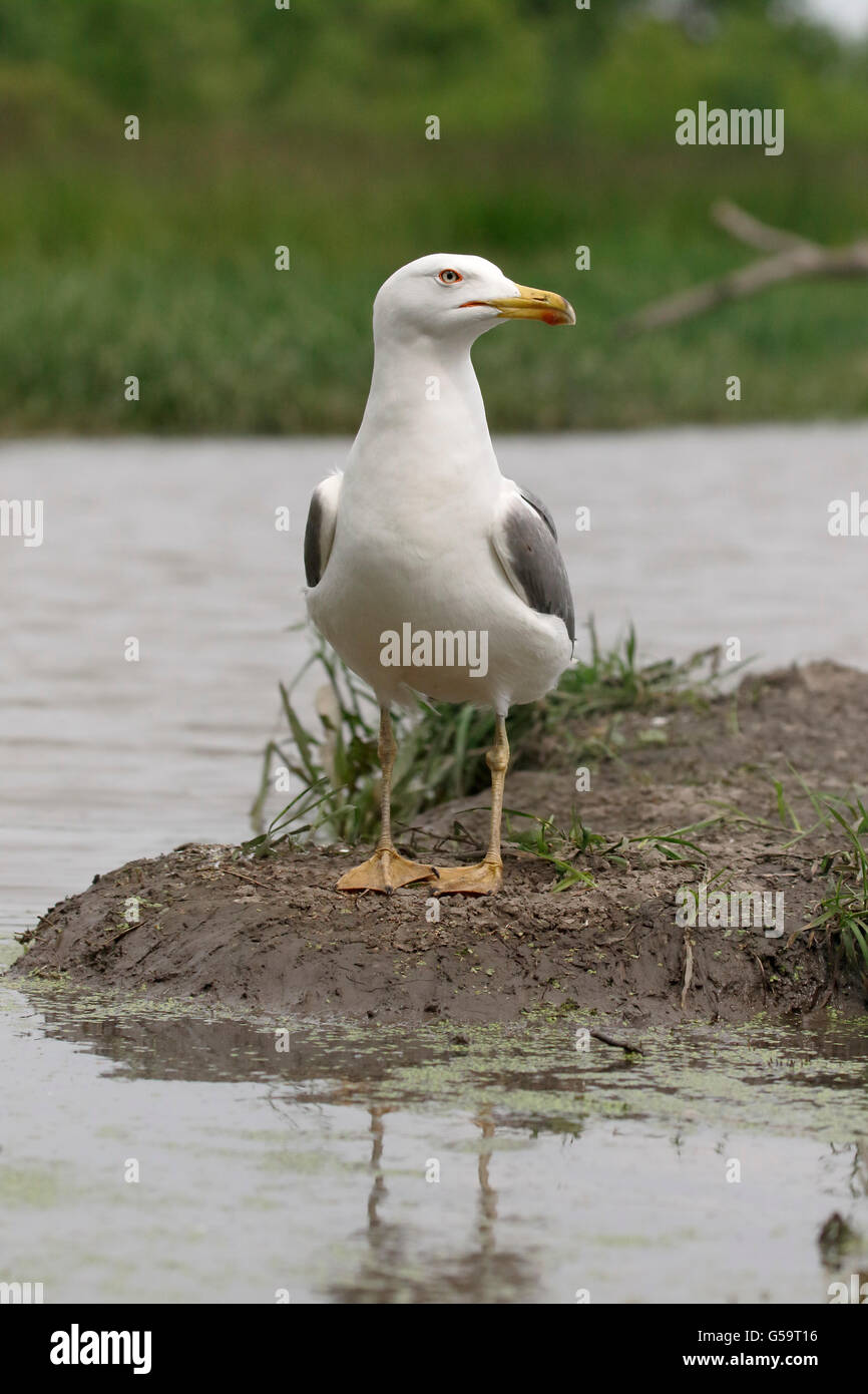 Gelb-legged Möve, Larus Michahellis, einziger Vogel durch Wasser, Ungarn, Mai 2016 Stockfoto