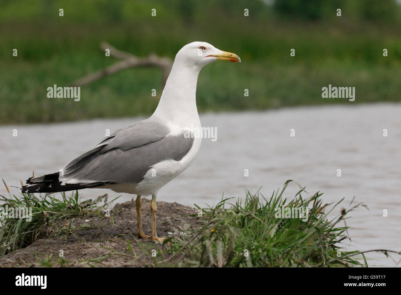 Gelb-legged Möve, Larus Michahellis, einziger Vogel durch Wasser, Ungarn, Mai 2016 Stockfoto