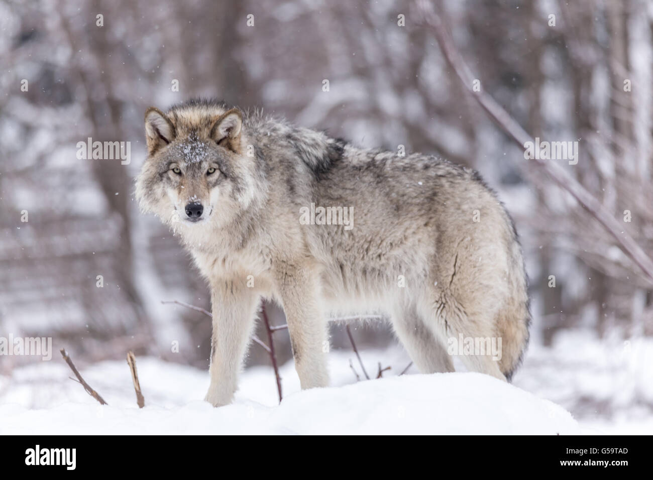 Einsamer große graue Wölfe im winter Stockfoto