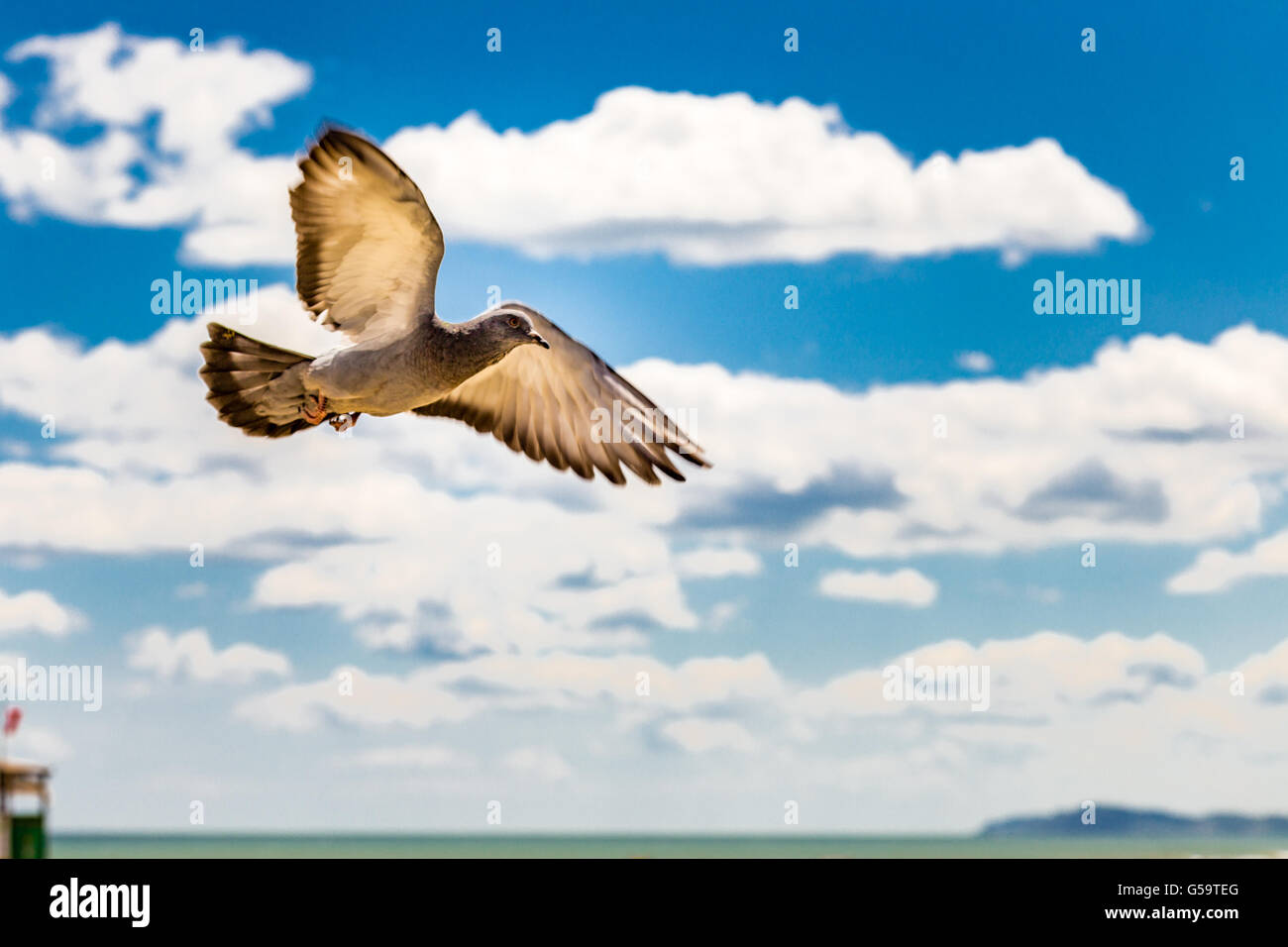 fliegende Taube mit Meer und Himmel im Hintergrund Stockfoto