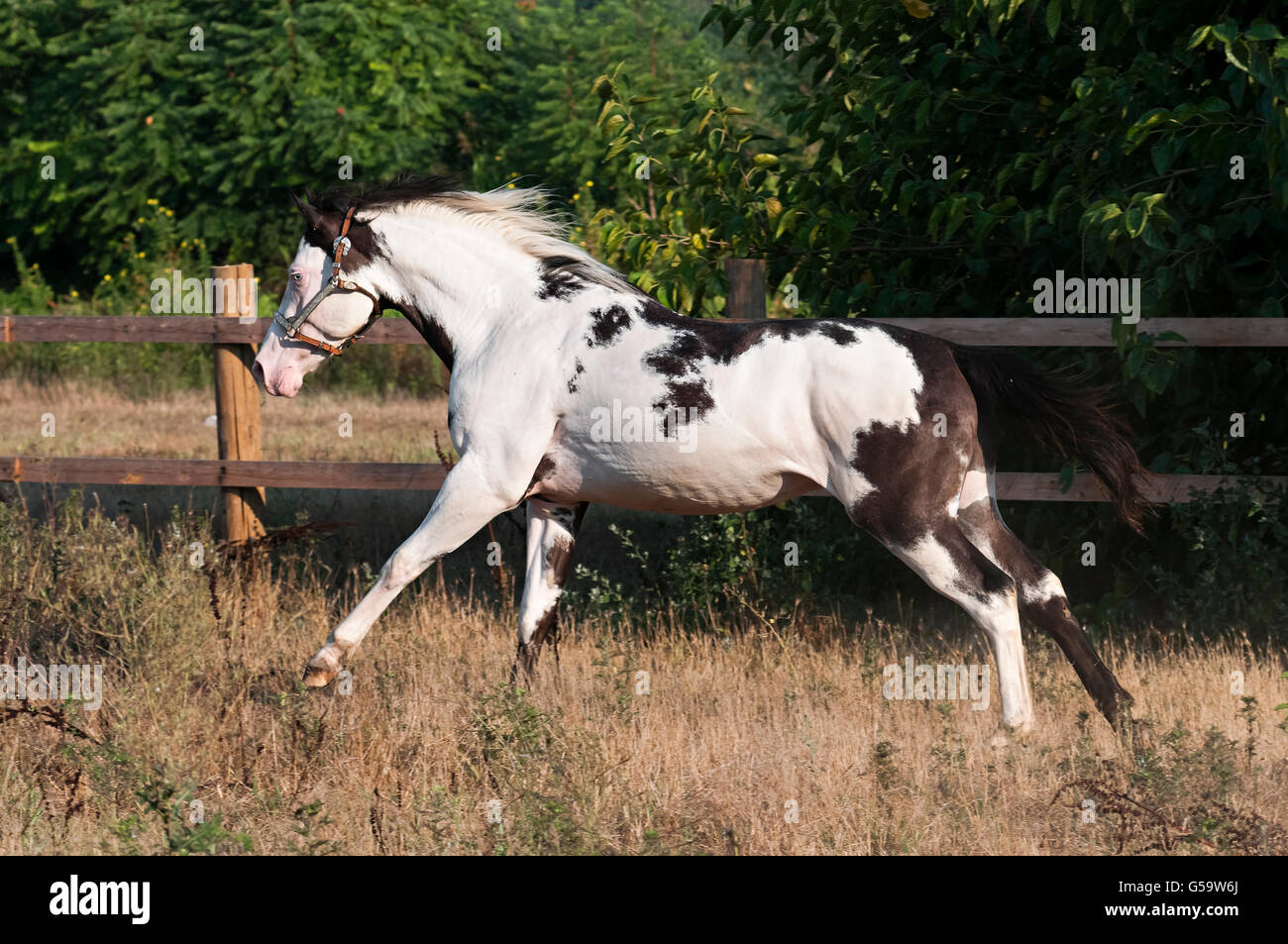 Schöne Farben-Pferd in Freiheit Stockfoto