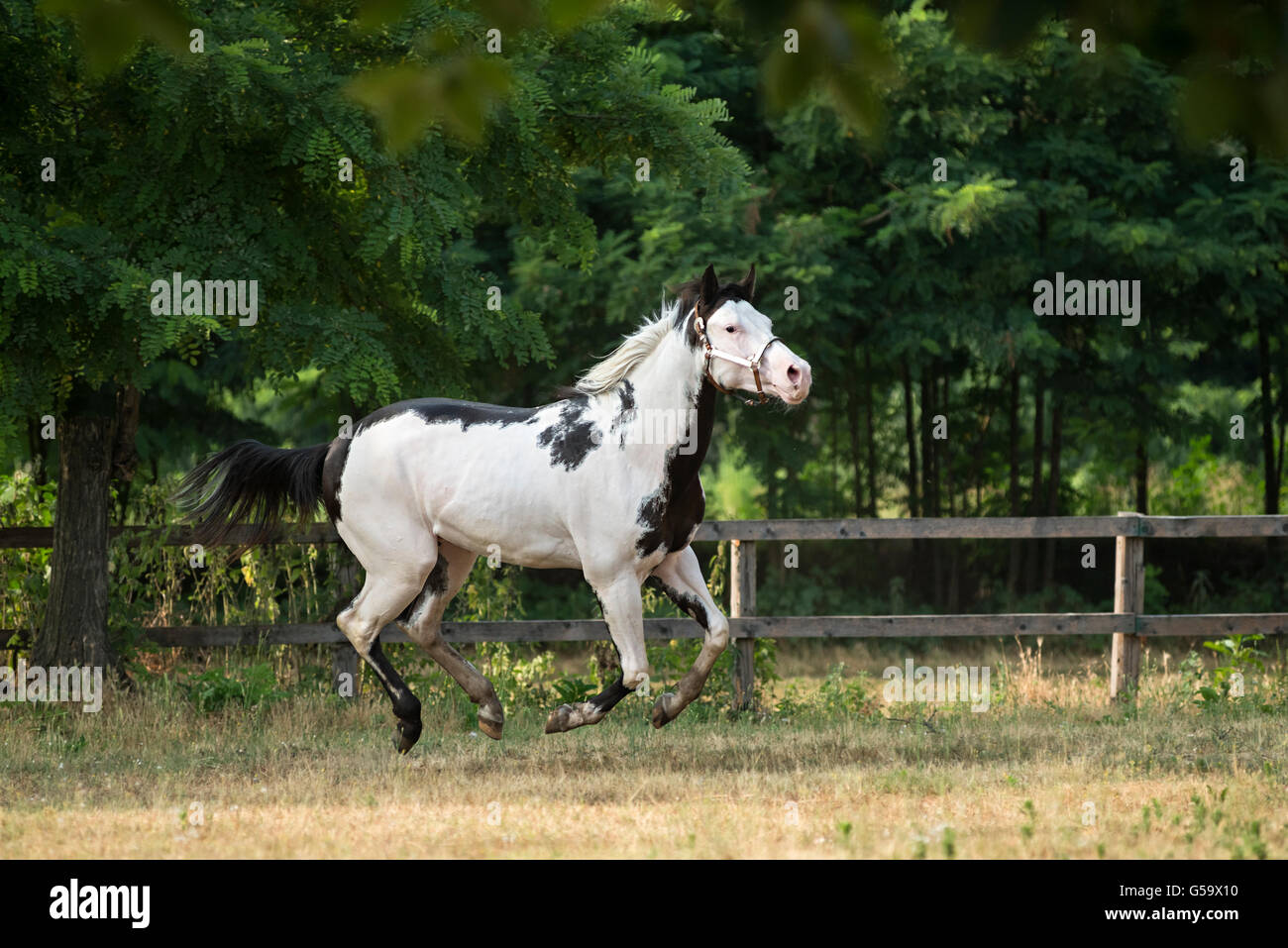 Schöne Farben-Pferd in Freiheit Stockfoto